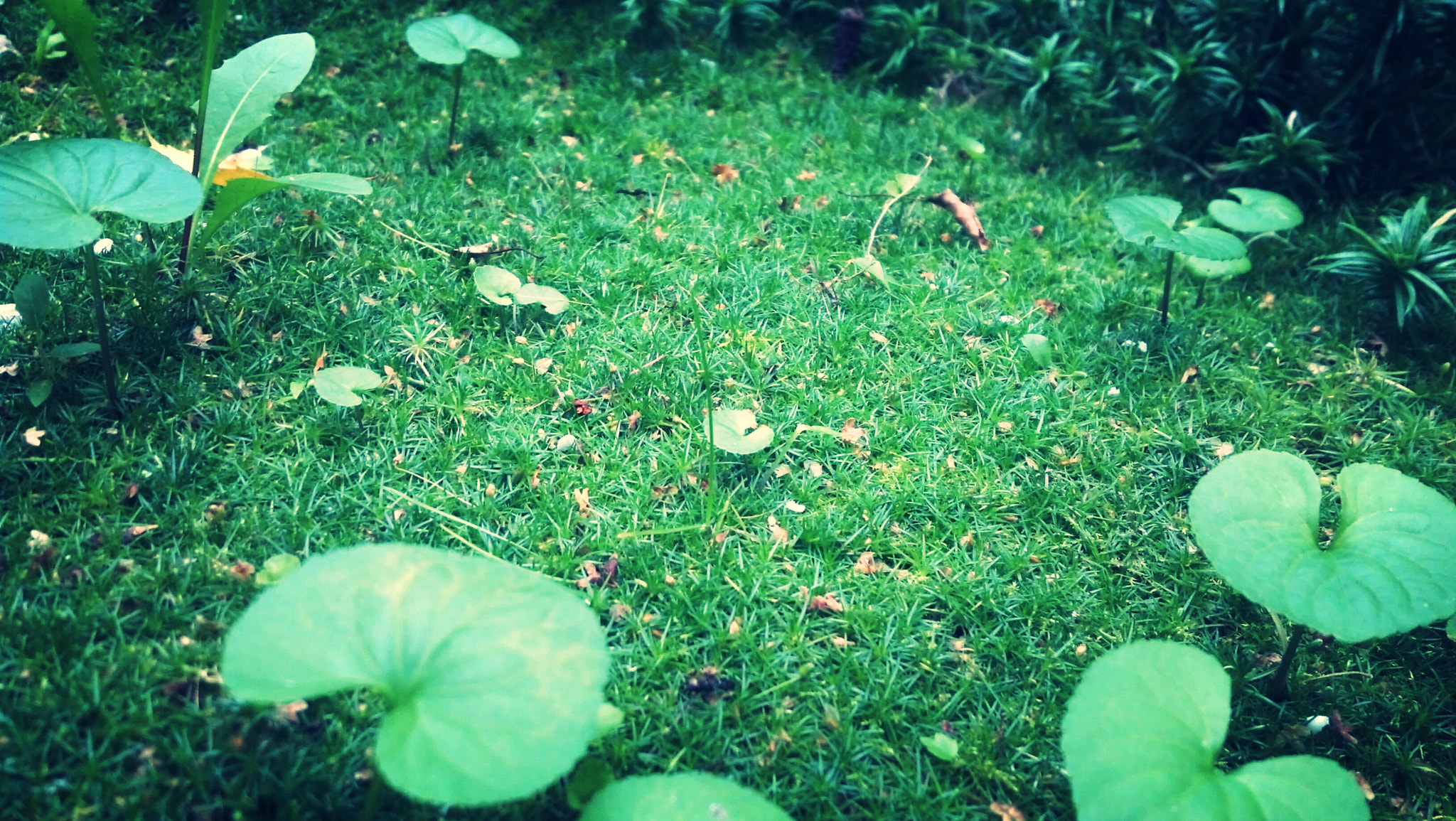 Motorola DROID RAZR sample photo. Green photography