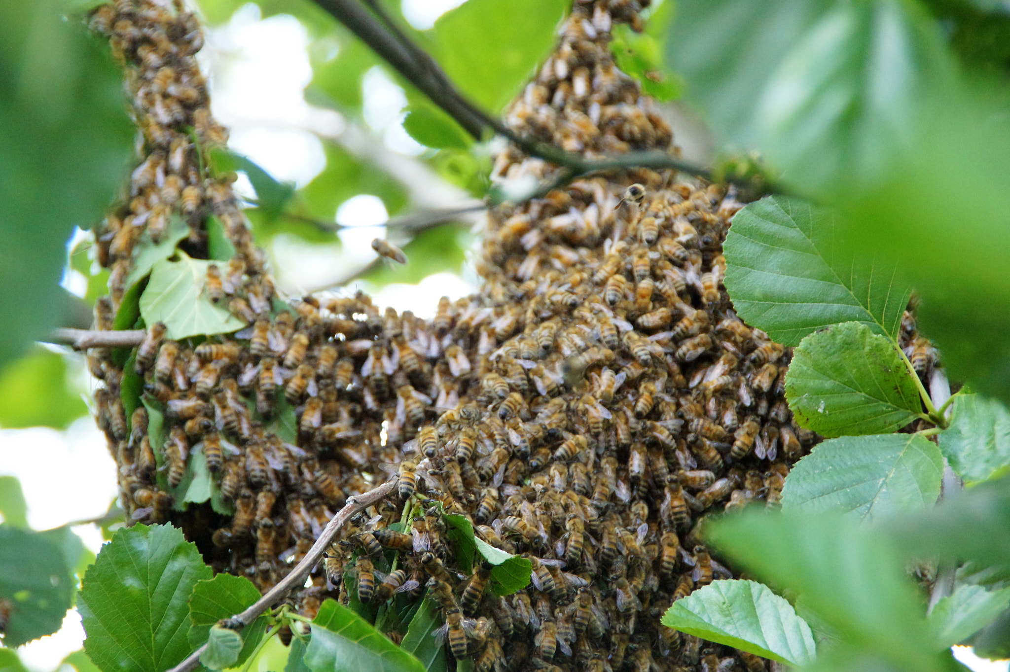 Sony SLT-A33 sample photo. Bees photography