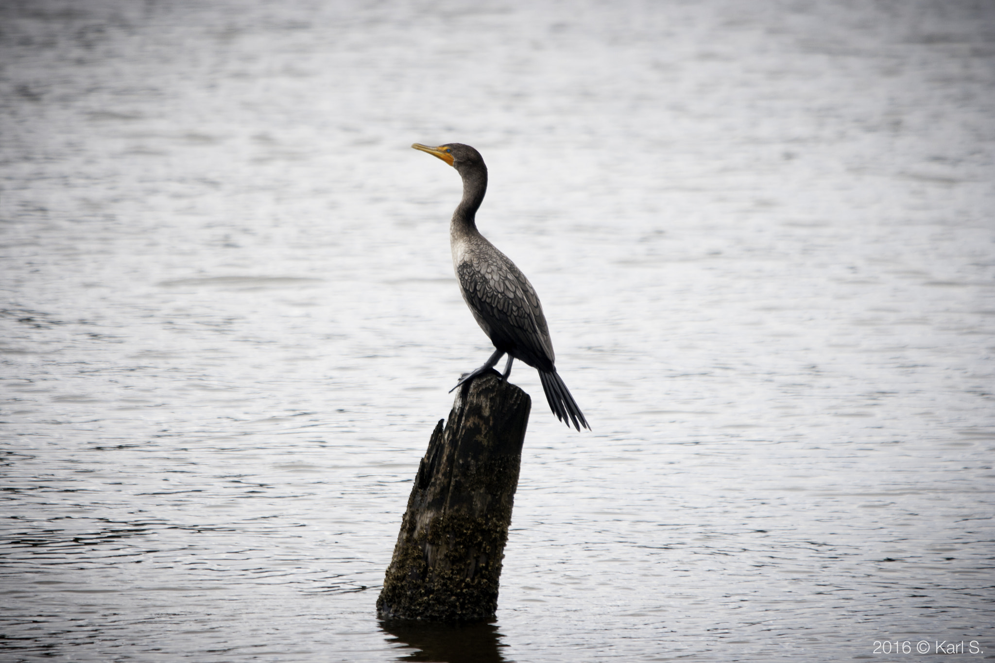 Sigma 150-500mm F5-6.3 DG OS HSM sample photo. Double crested cormorant photography