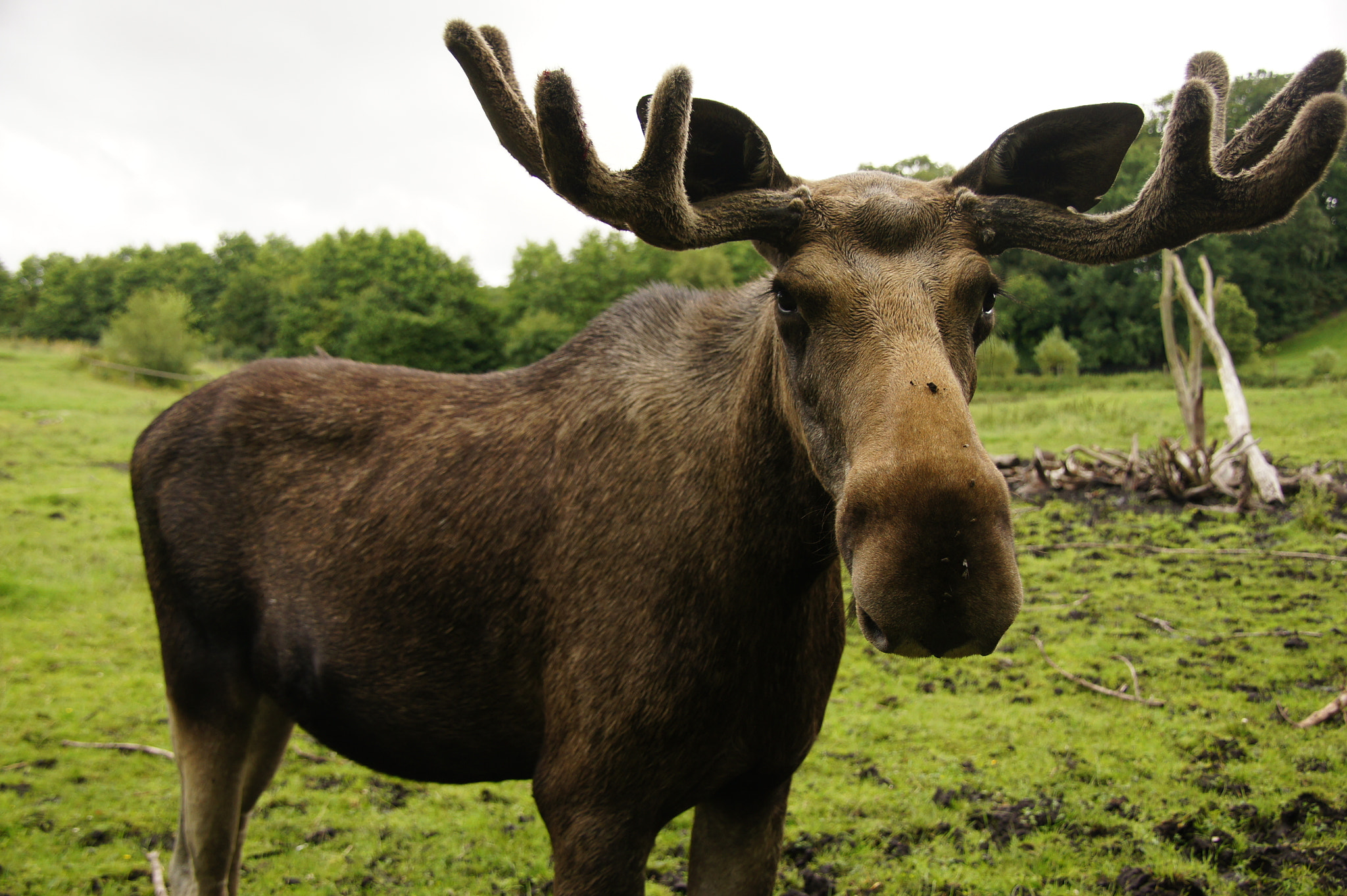 Sony SLT-A33 sample photo. Moose photography