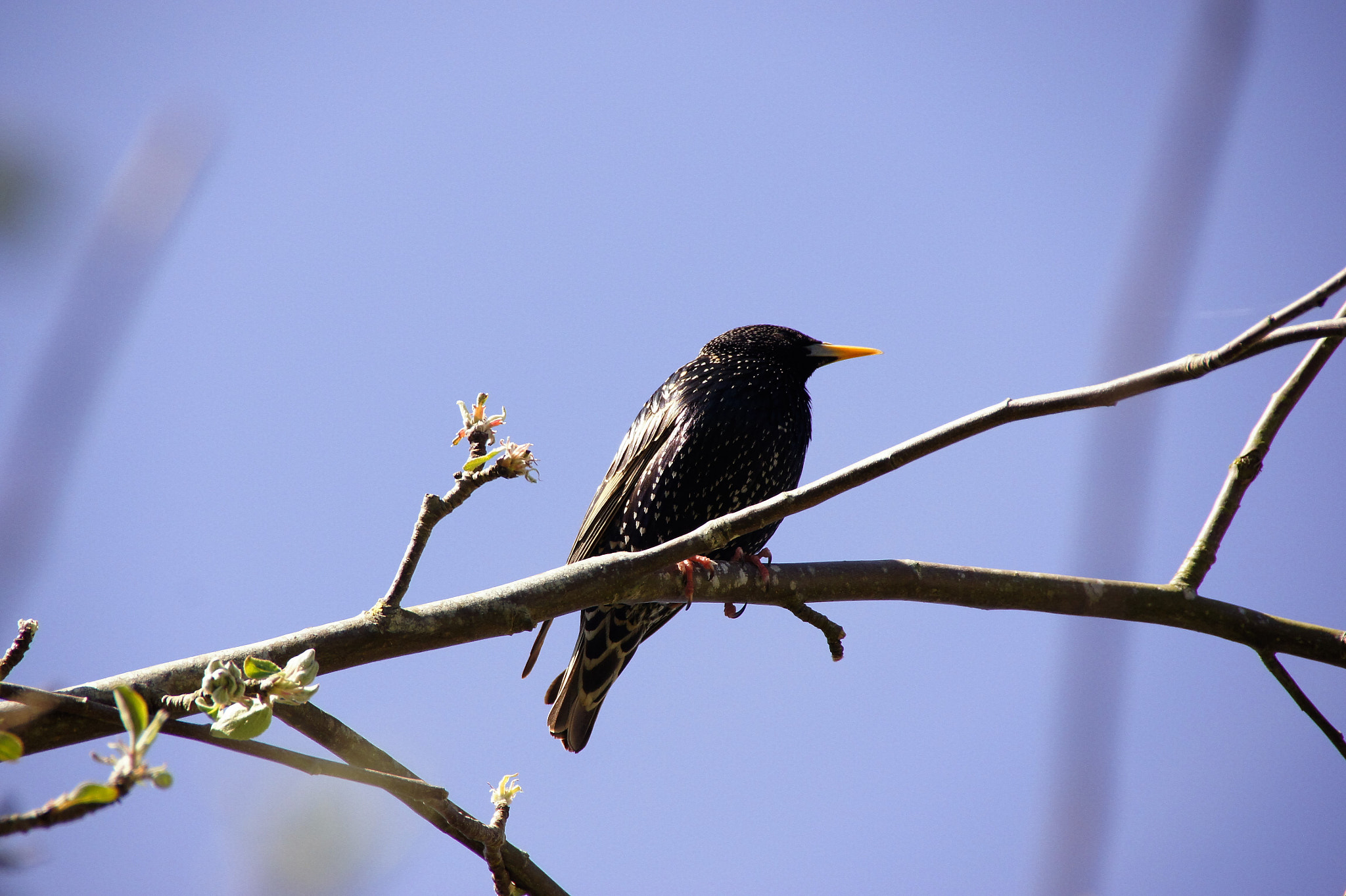 Sony SLT-A33 sample photo. Starling photography