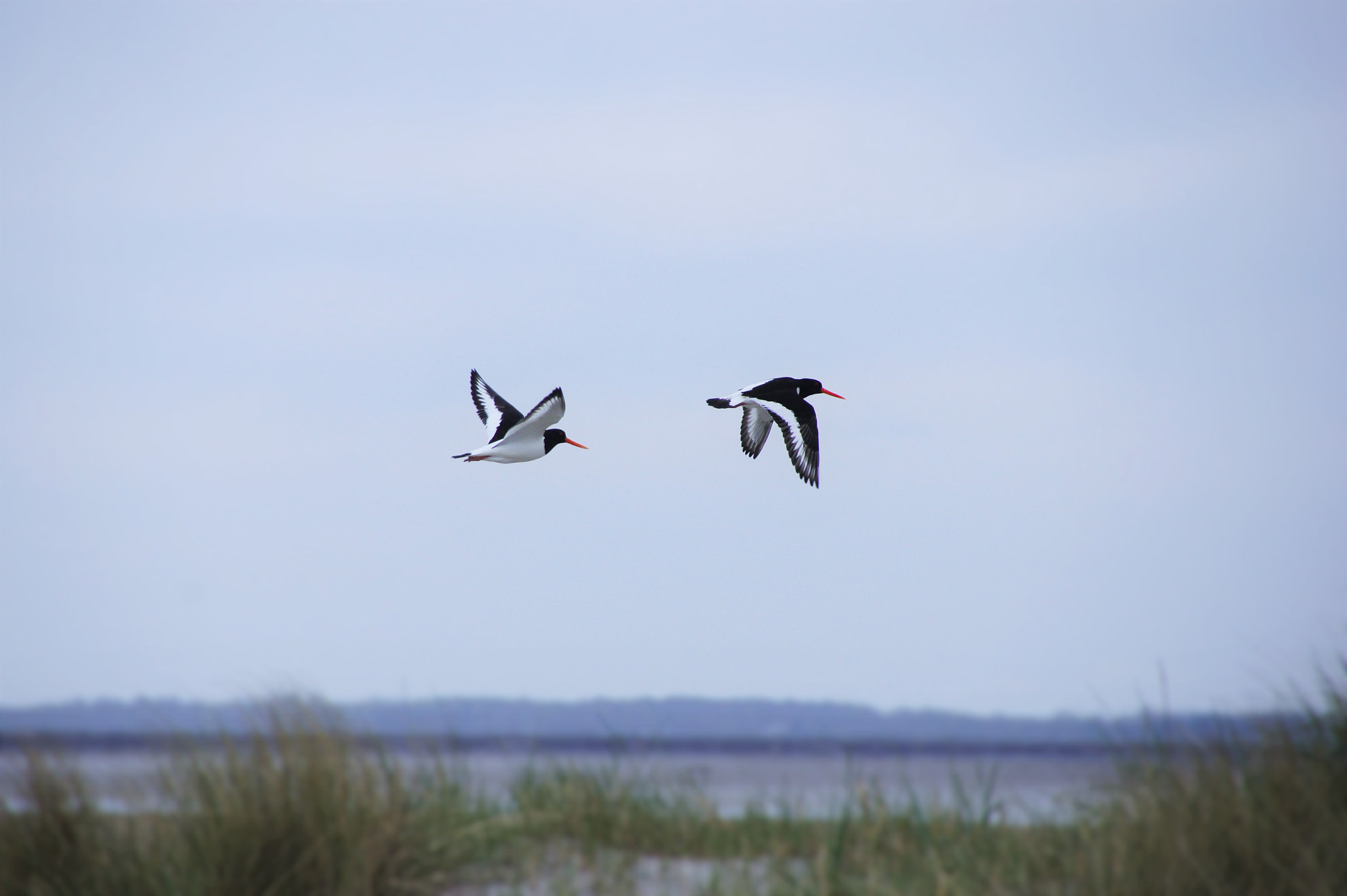 Sony SLT-A33 sample photo. Oystercatcher photography