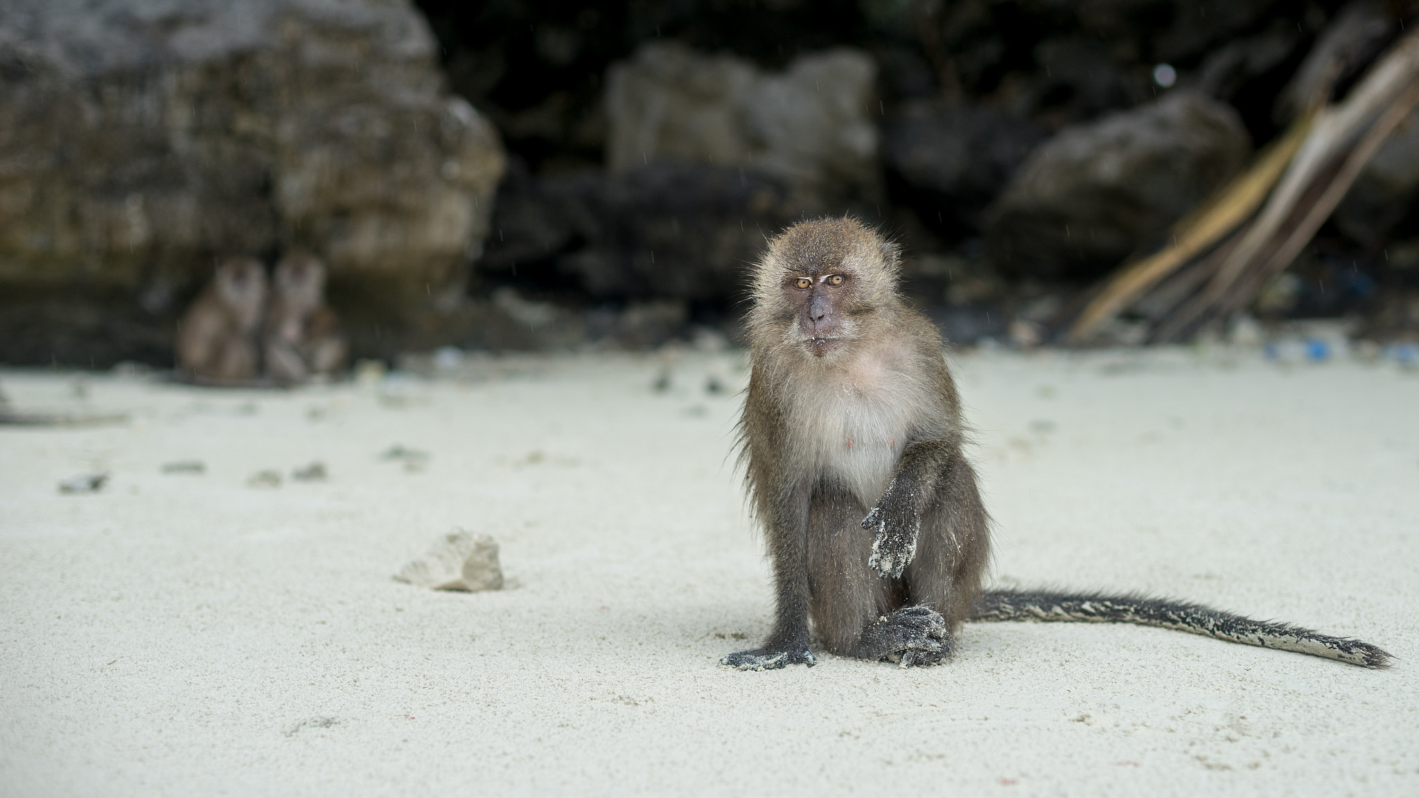 Sony a7 II + Canon EF 50mm F1.4 USM sample photo. The monkey that bit me! photography