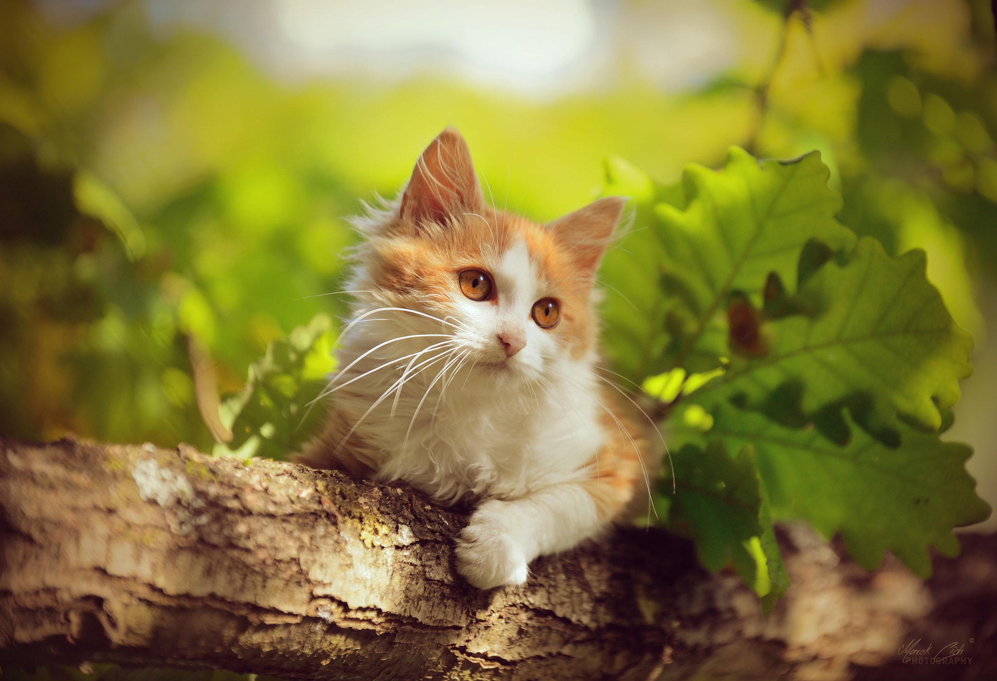 Tamron SP 70-200mm F2.8 Di VC USD sample photo. Wild kitten photography