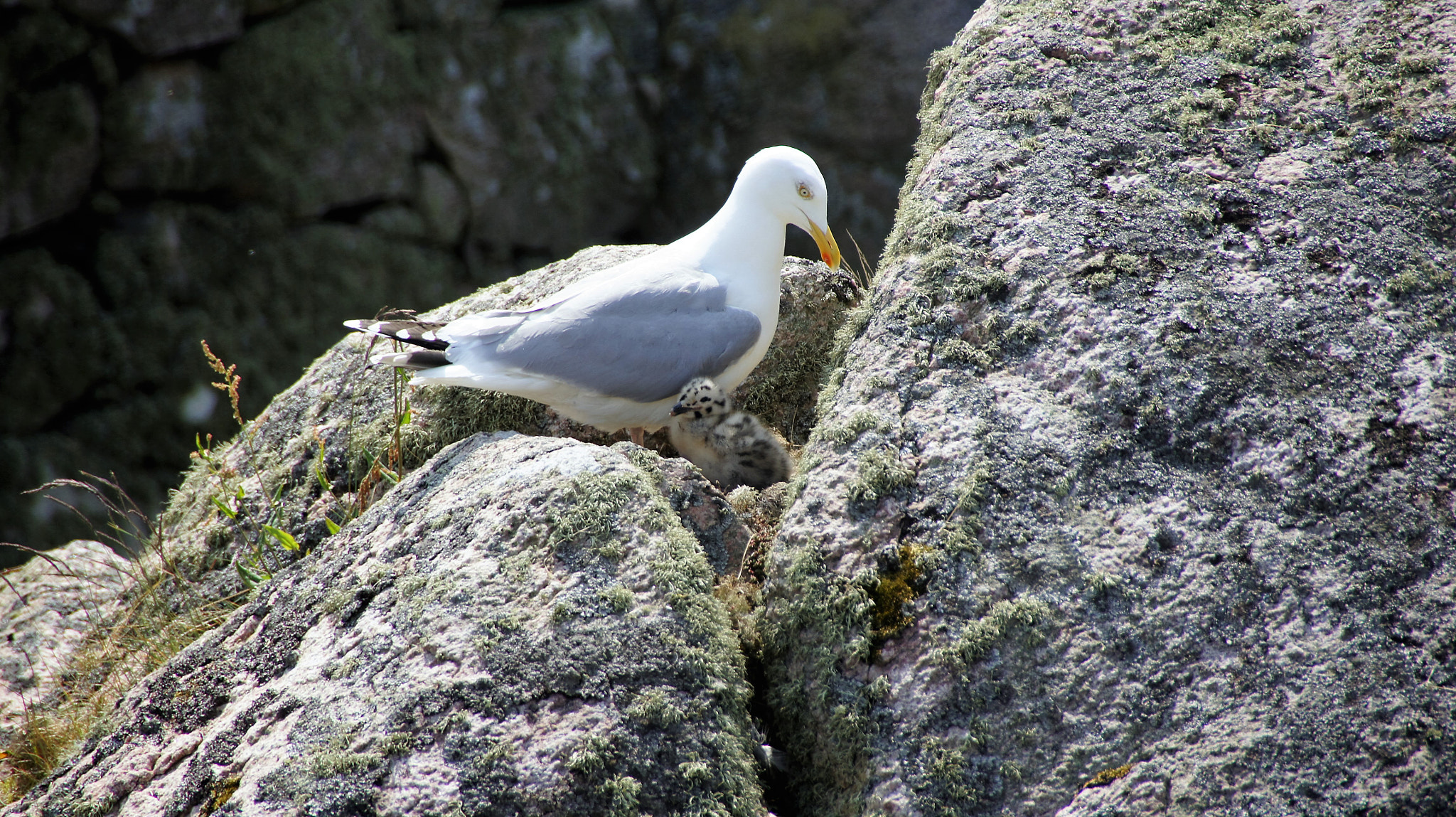 Sony SLT-A33 sample photo. Seagull photography