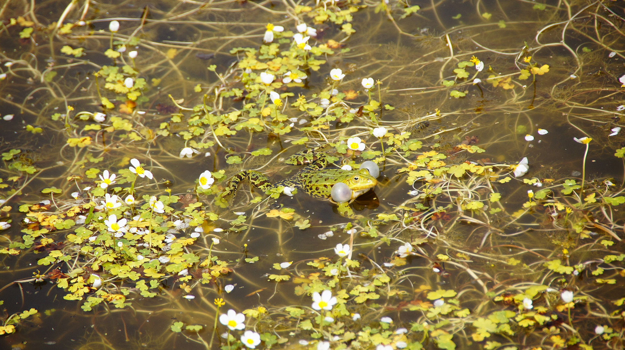 Sony SLT-A33 sample photo. Frog photography