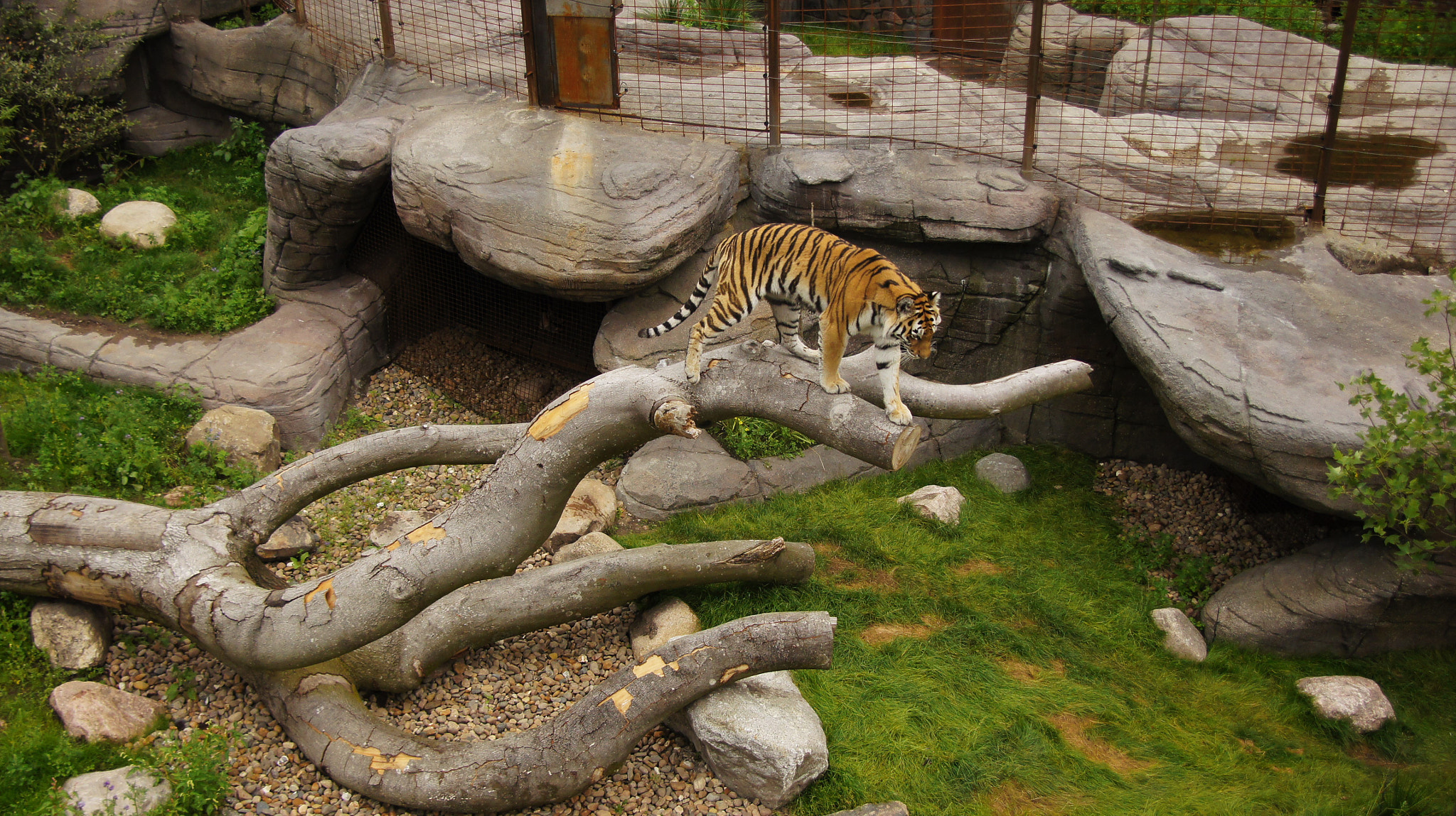 Sony SLT-A33 sample photo. Tiger photography