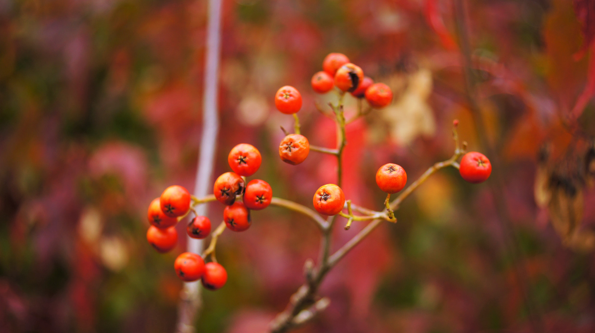Sony DT 30mm F2.8 Macro SAM sample photo. Berries photography
