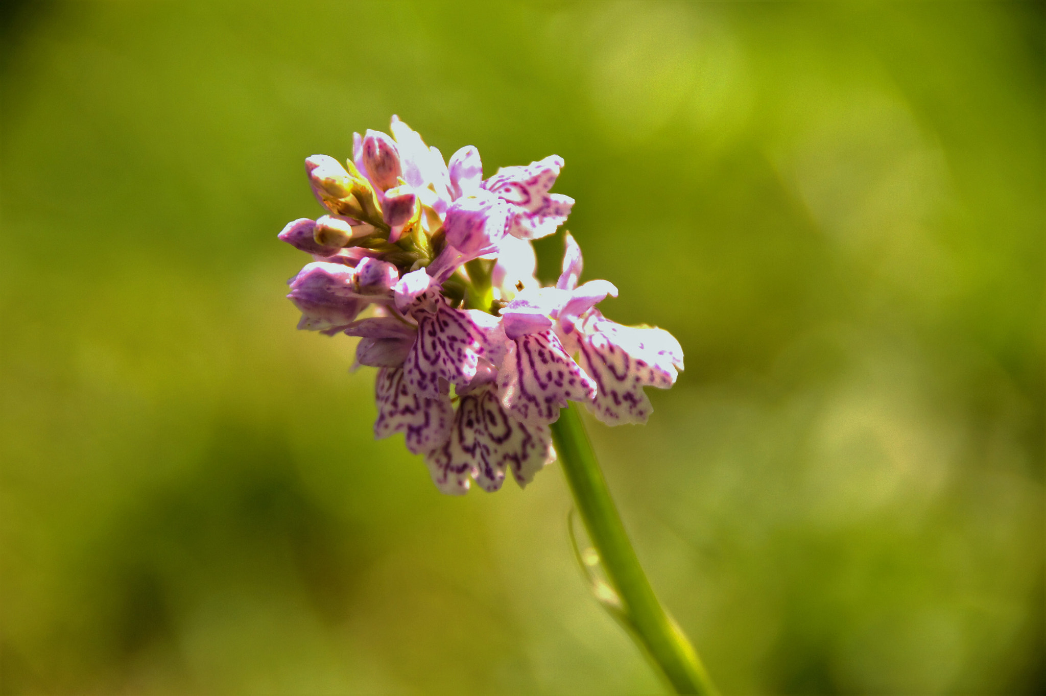 Sony SLT-A33 sample photo. Wild orchid photography