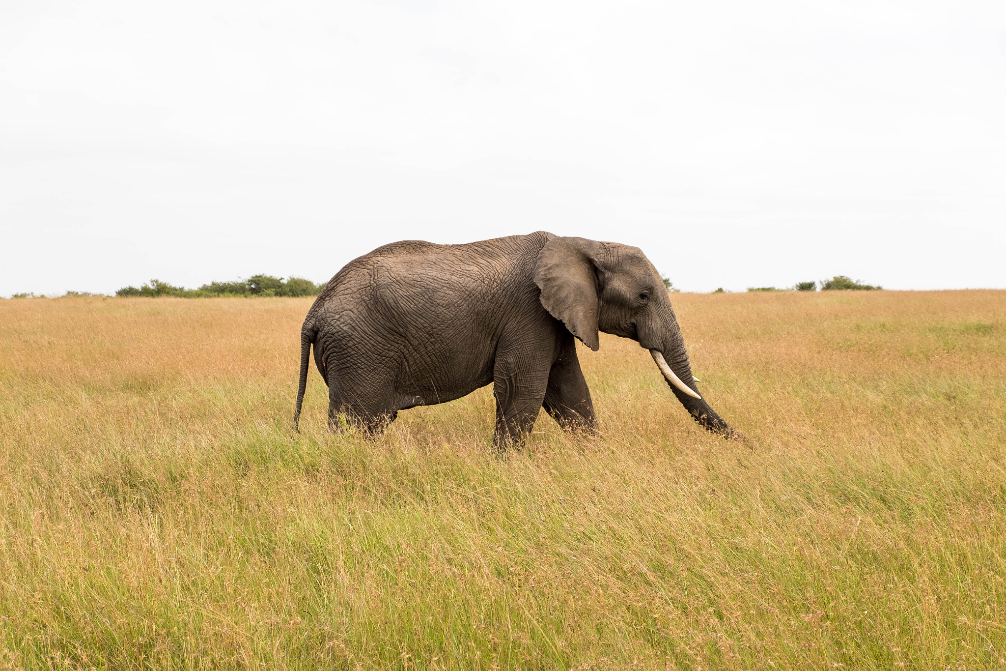 Fujifilm XC 16-50mm F3.5-5.6 OIS II sample photo. Morning walk in masai mara photography