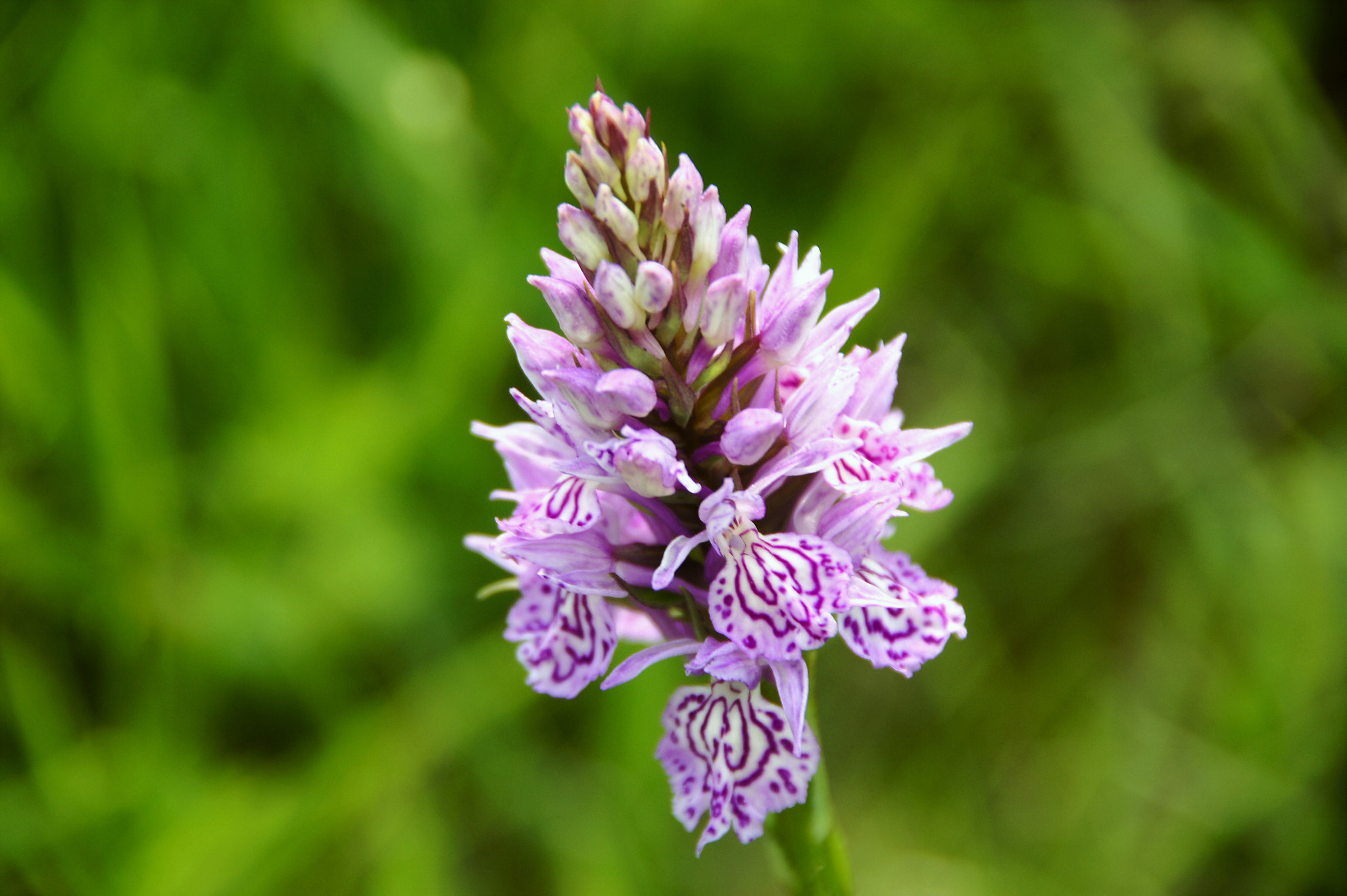 Sony SLT-A33 sample photo. Wild orchid photography