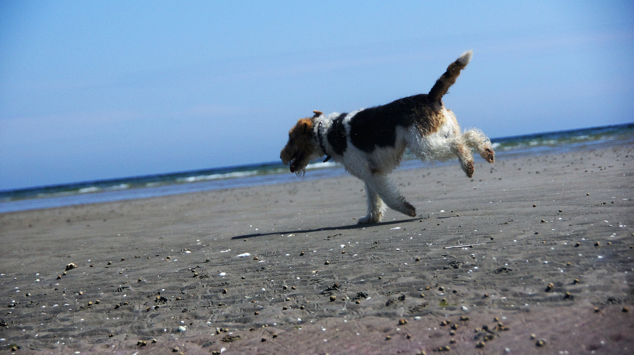 Sony SLT-A33 sample photo. Dog photography