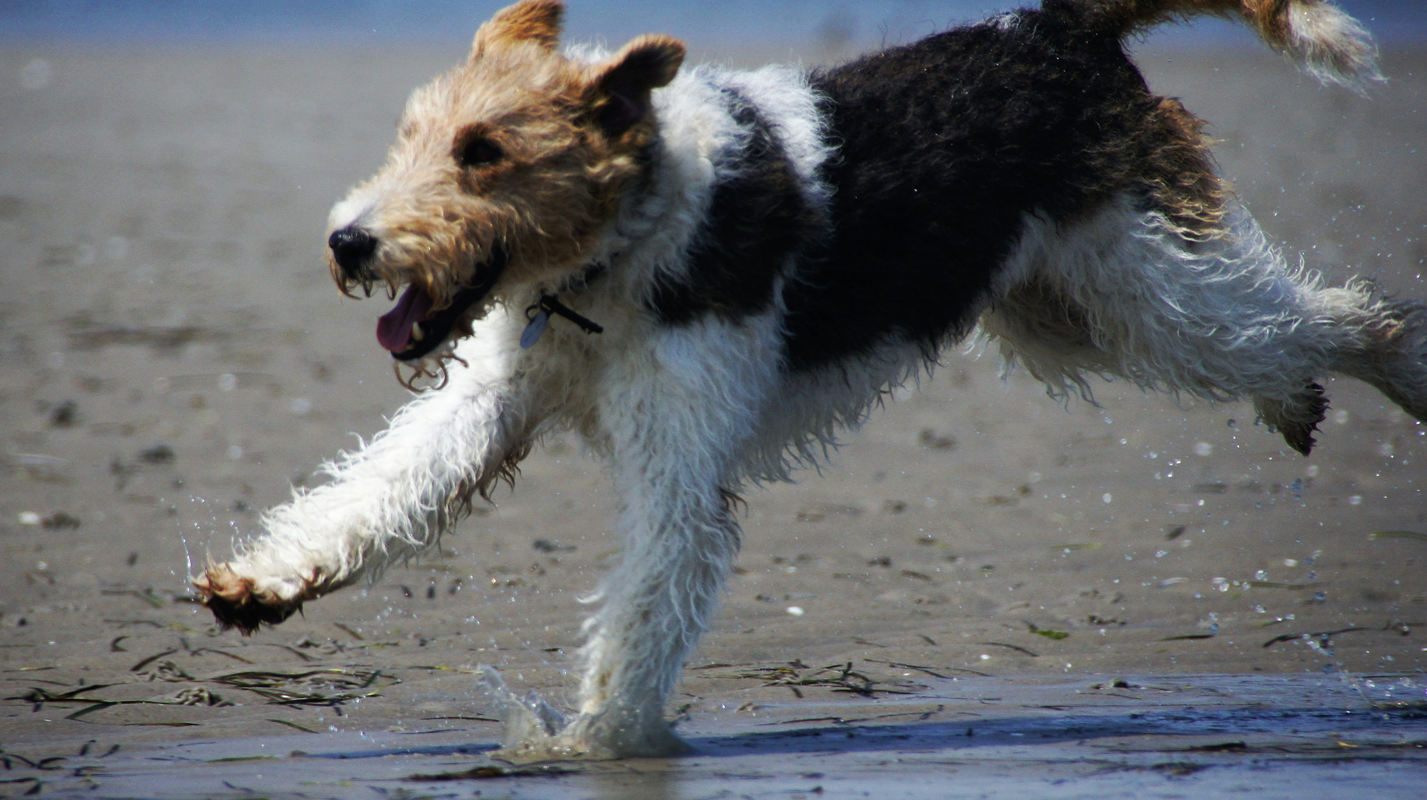 Sony SLT-A33 sample photo. Dog photography