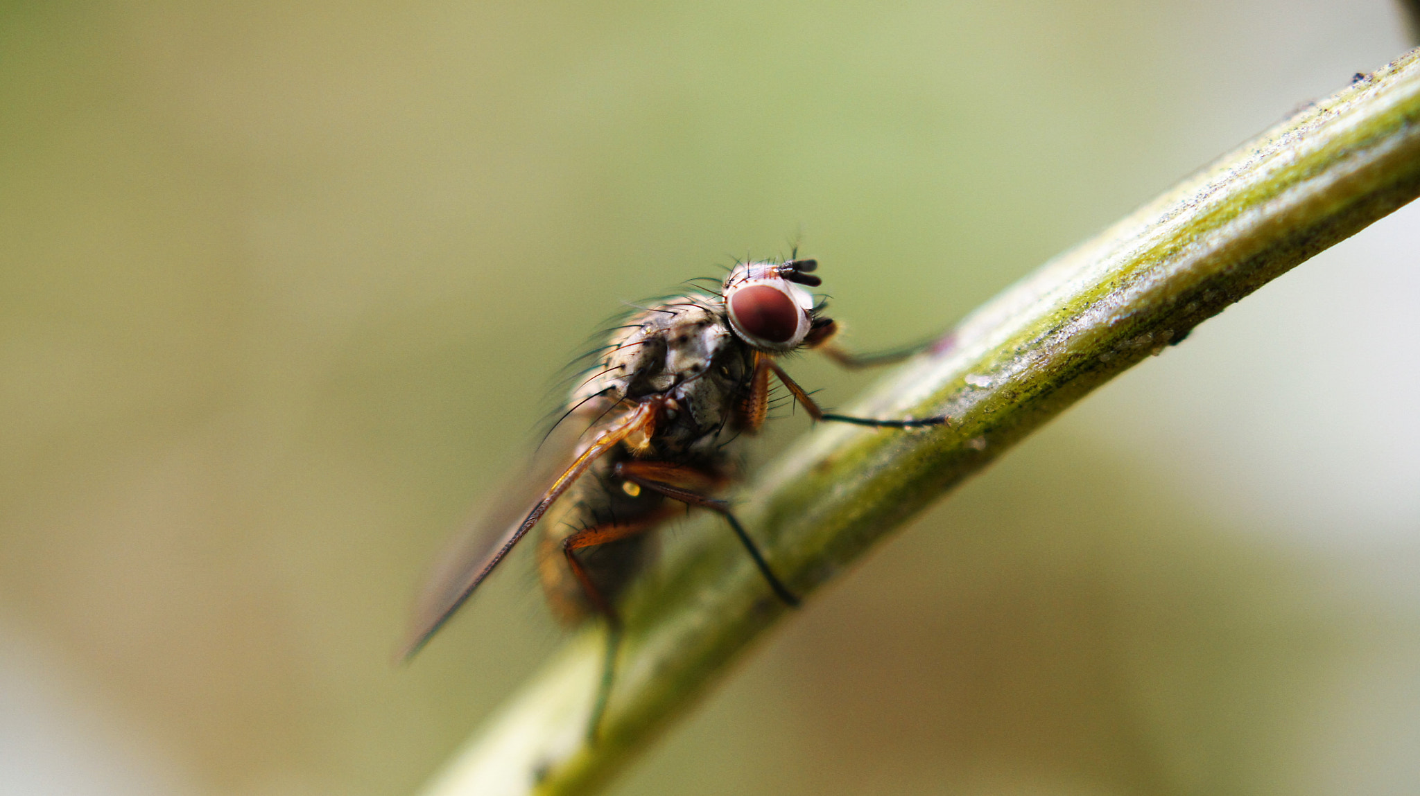 Sony DT 30mm F2.8 Macro SAM sample photo. Fly photography