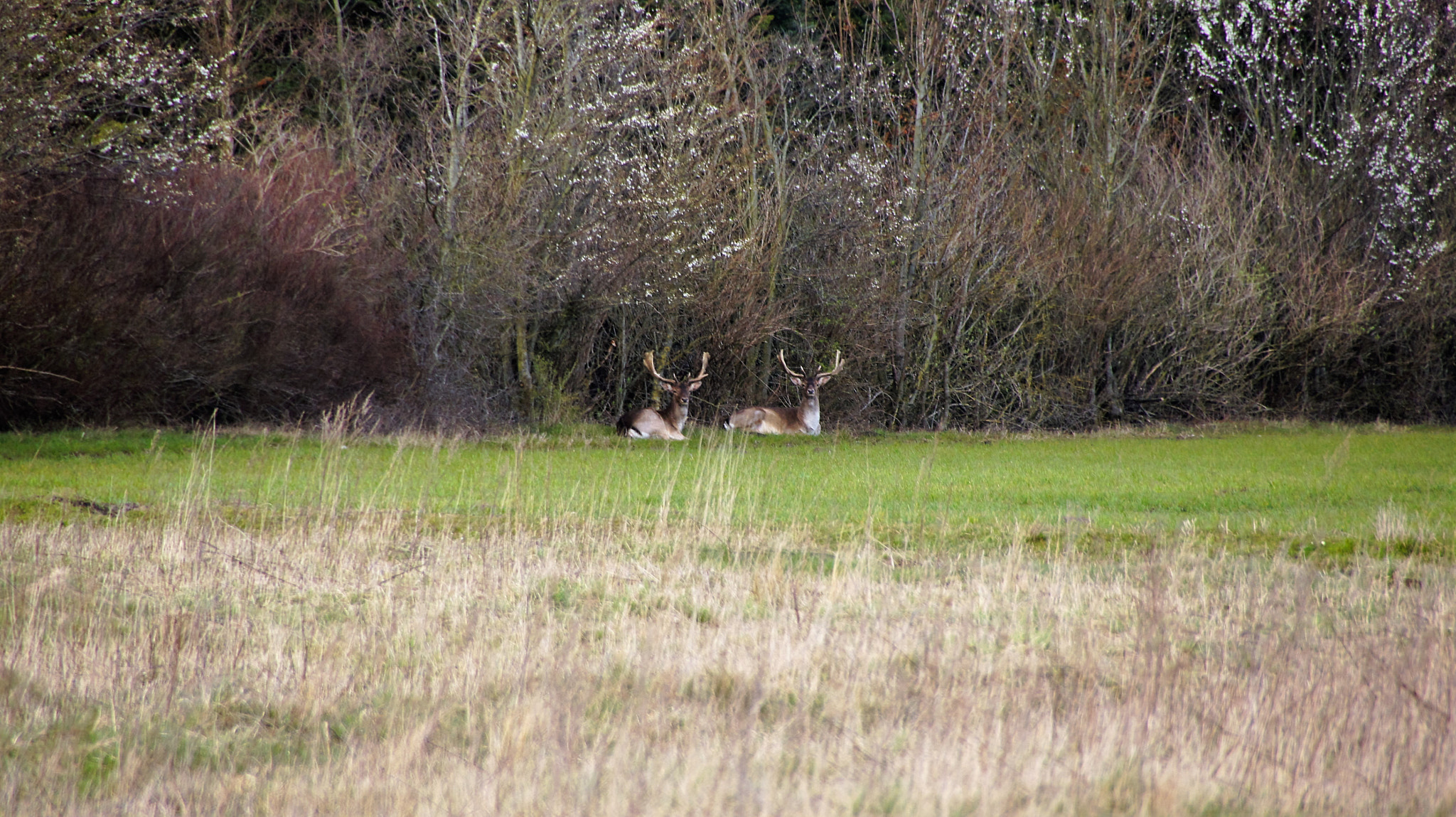 Sony SLT-A33 sample photo. Deer photography