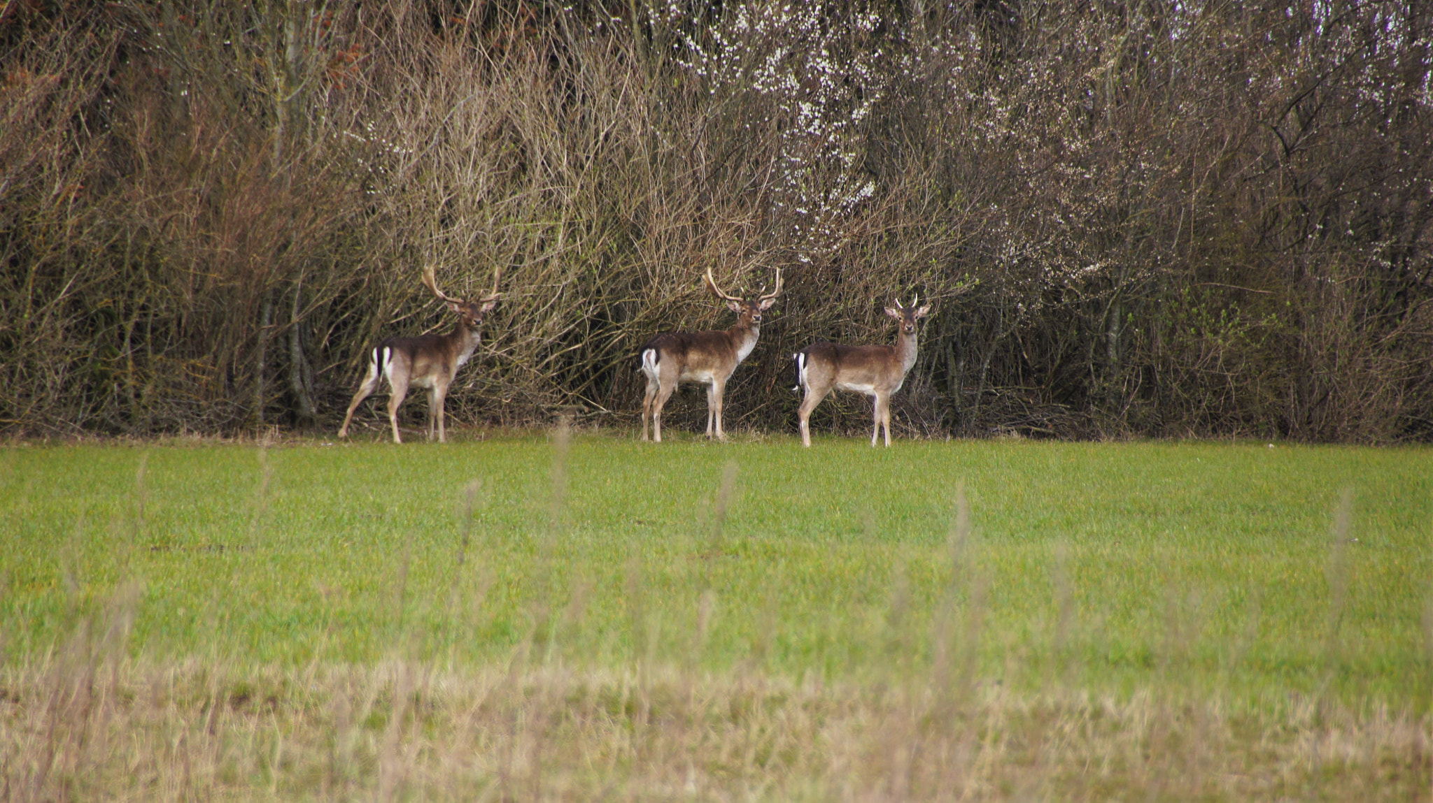 Sony SLT-A33 sample photo. Deer photography