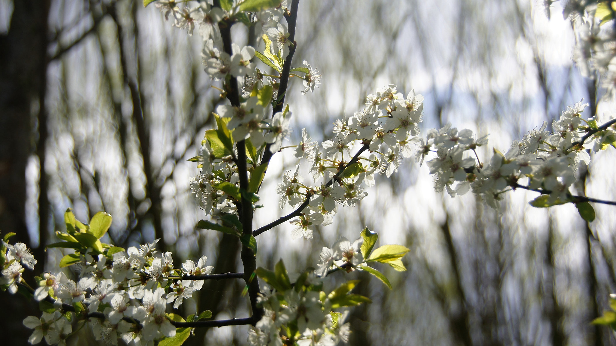 Sony SLT-A33 sample photo. Apple tree photography