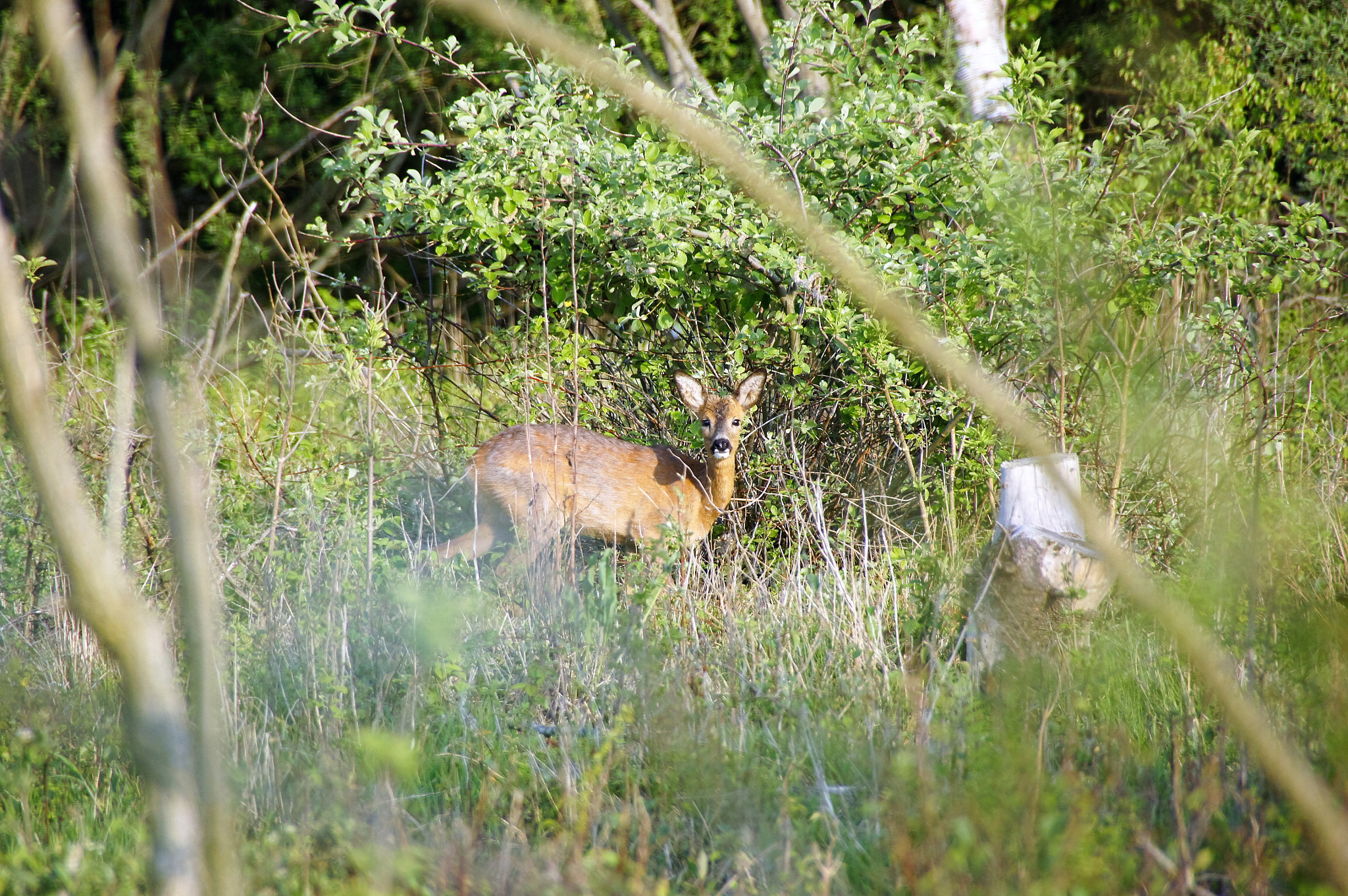 Sony SLT-A33 sample photo. Deer photography