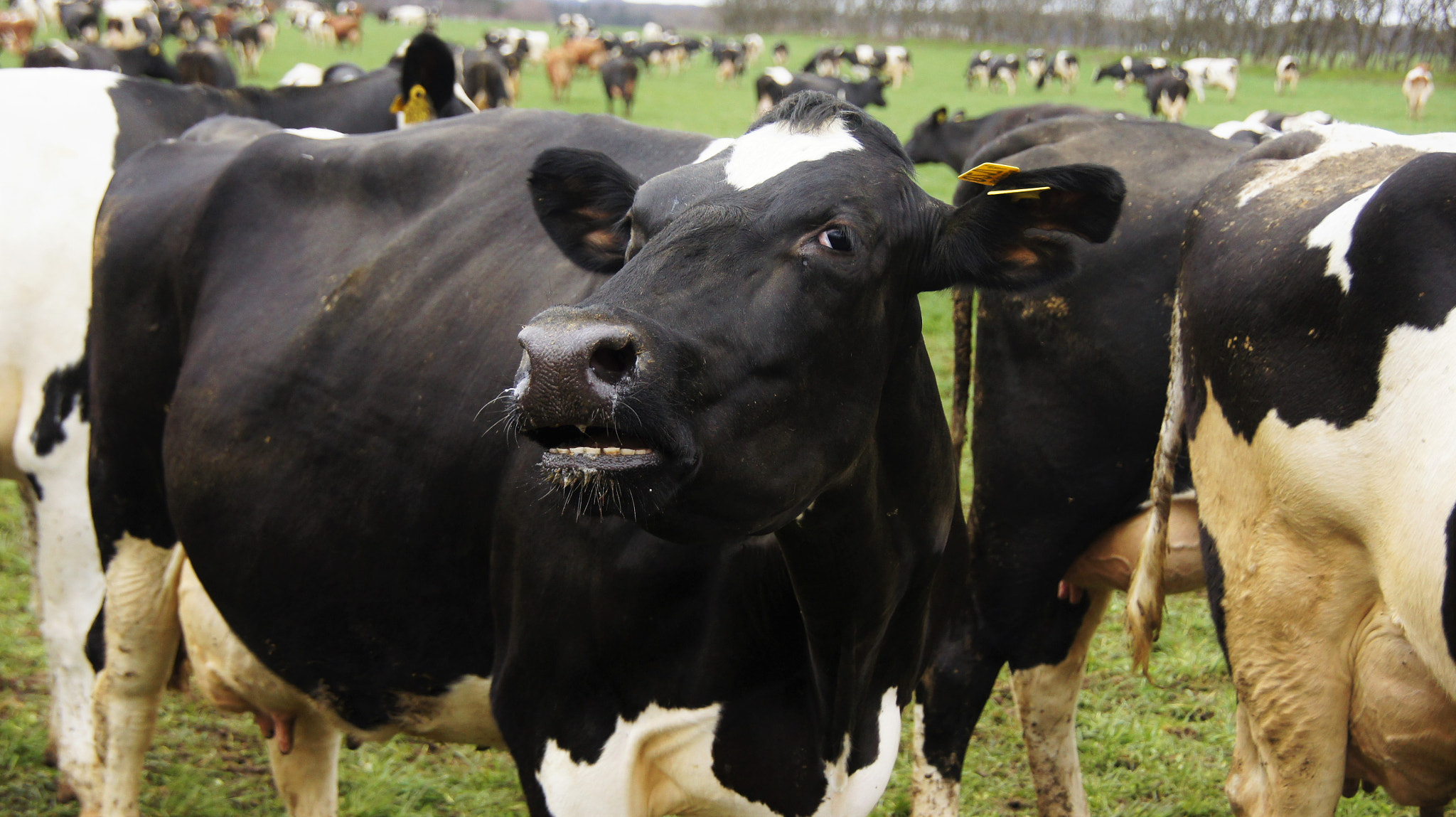 Sony SLT-A33 sample photo. Cow photography