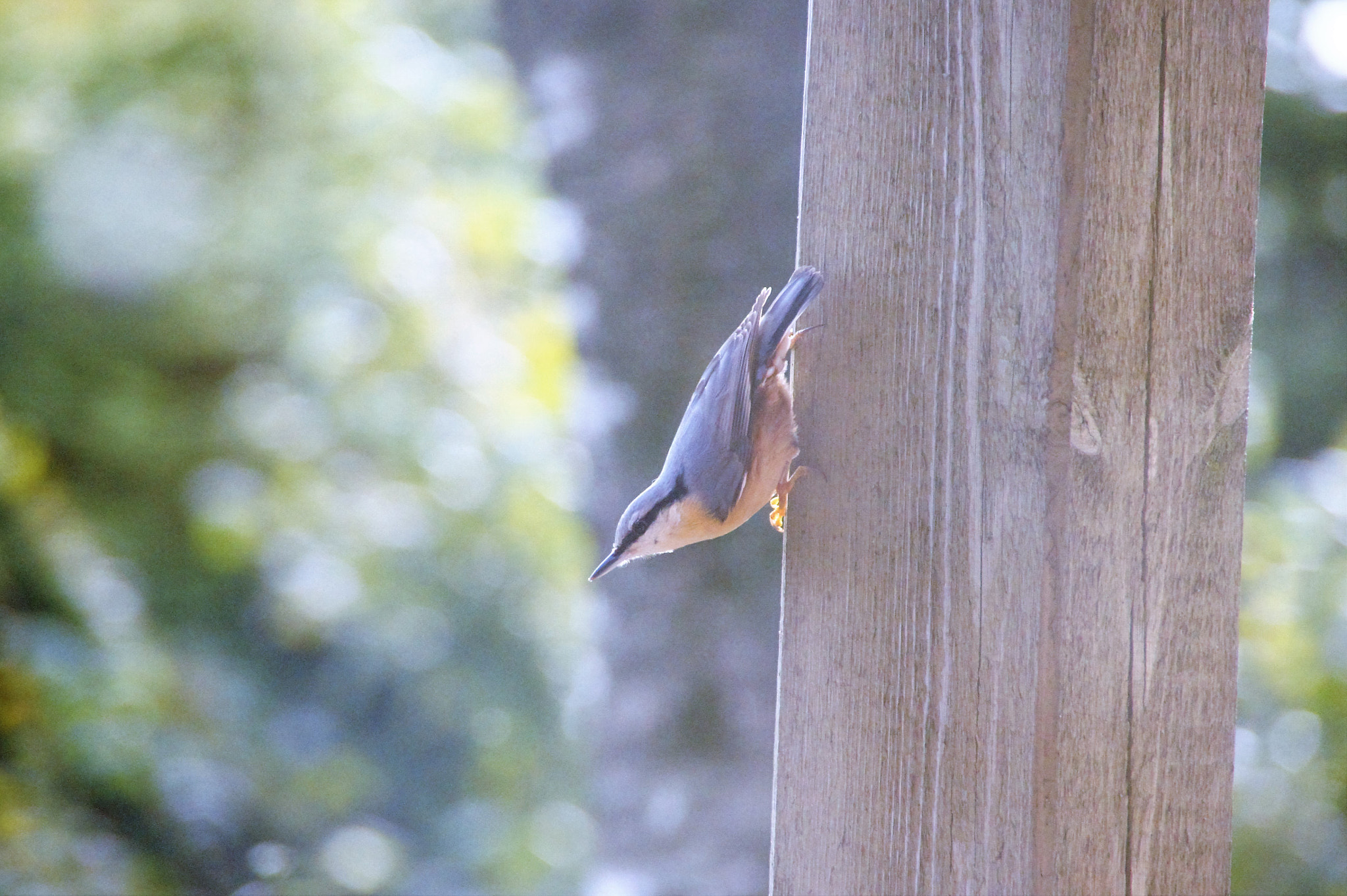 Sony SLT-A33 sample photo. Nuthatch photography