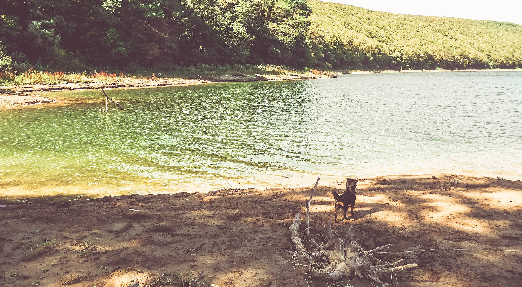 Panasonic Lumix DMC-G6 sample photo. Dog on river bank photography
