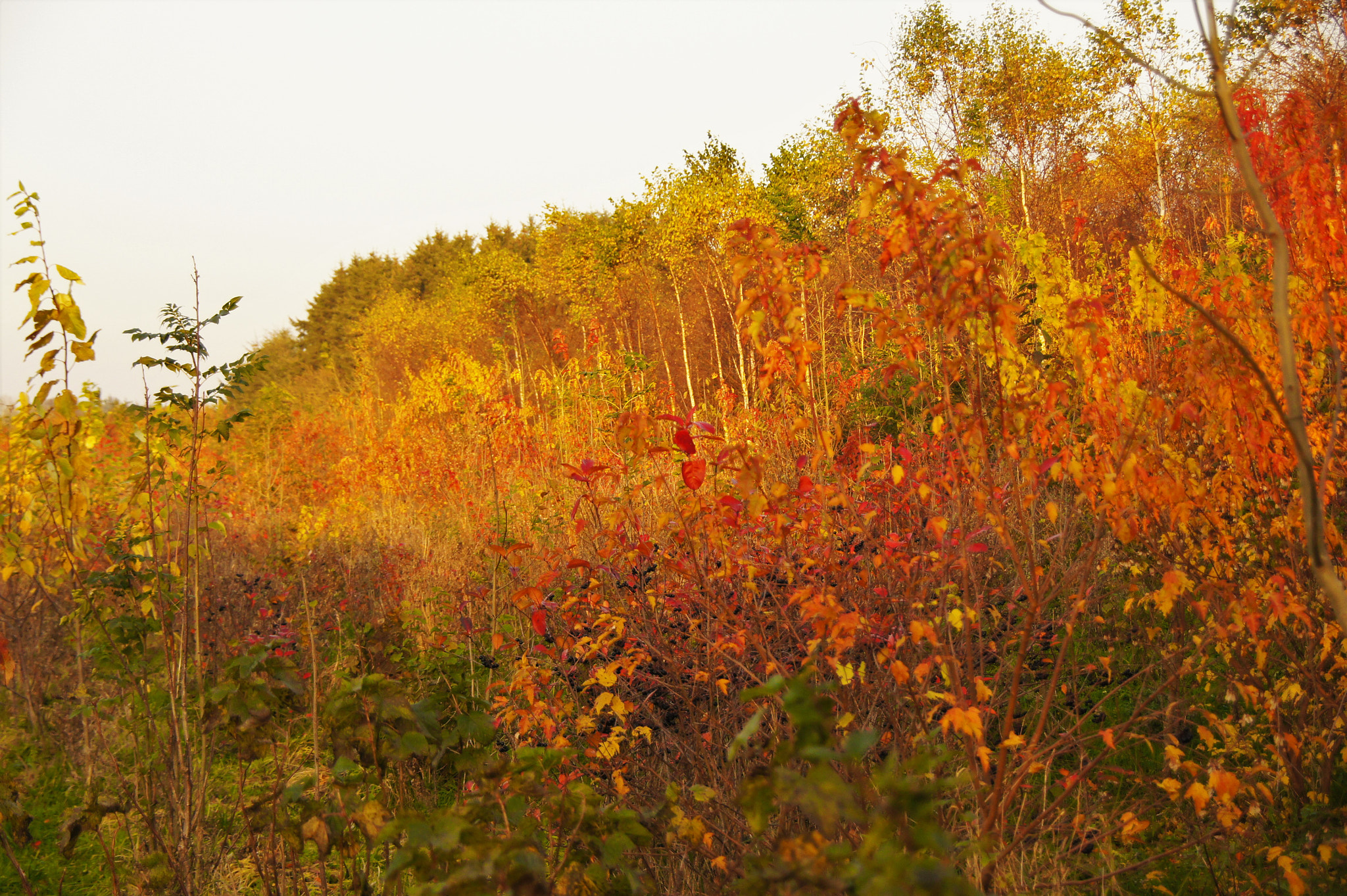 Sony SLT-A33 sample photo. Fall photography