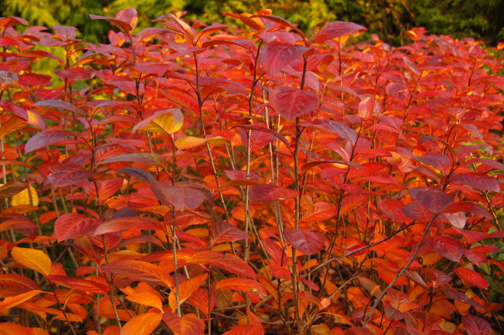 Sony SLT-A33 sample photo. Fall photography