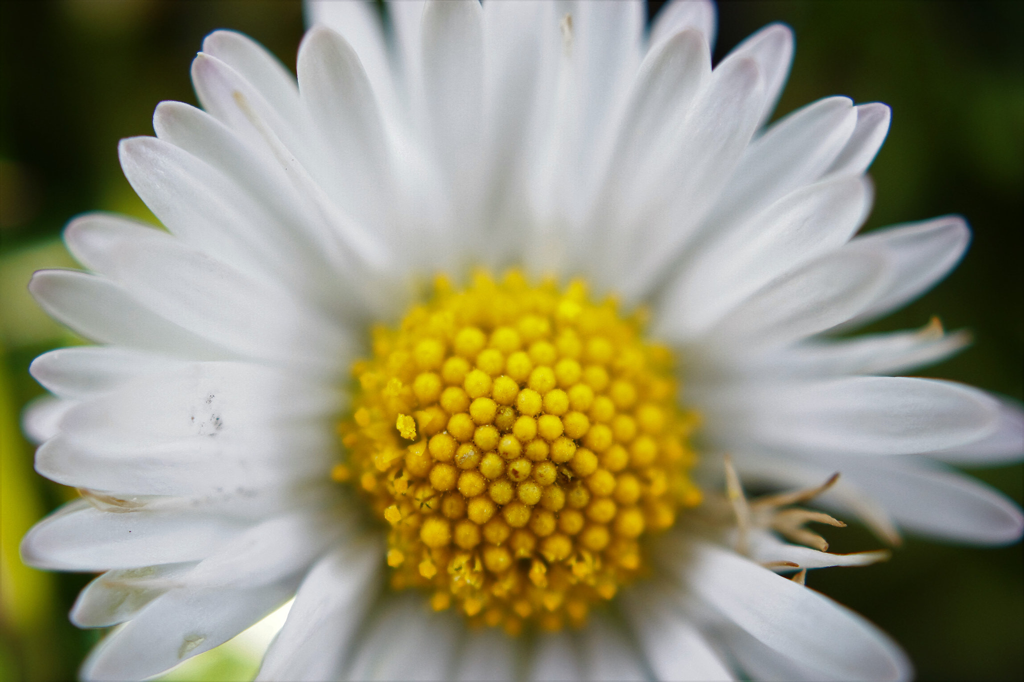 Sony DT 30mm F2.8 Macro SAM sample photo. Daisy photography
