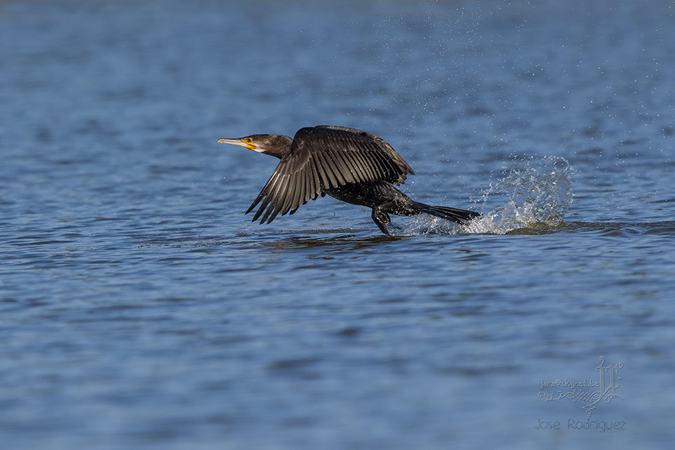 Canon EOS 7D Mark II + Canon EF 300mm F2.8L IS USM sample photo. Cormoran_4a7a1537 photography