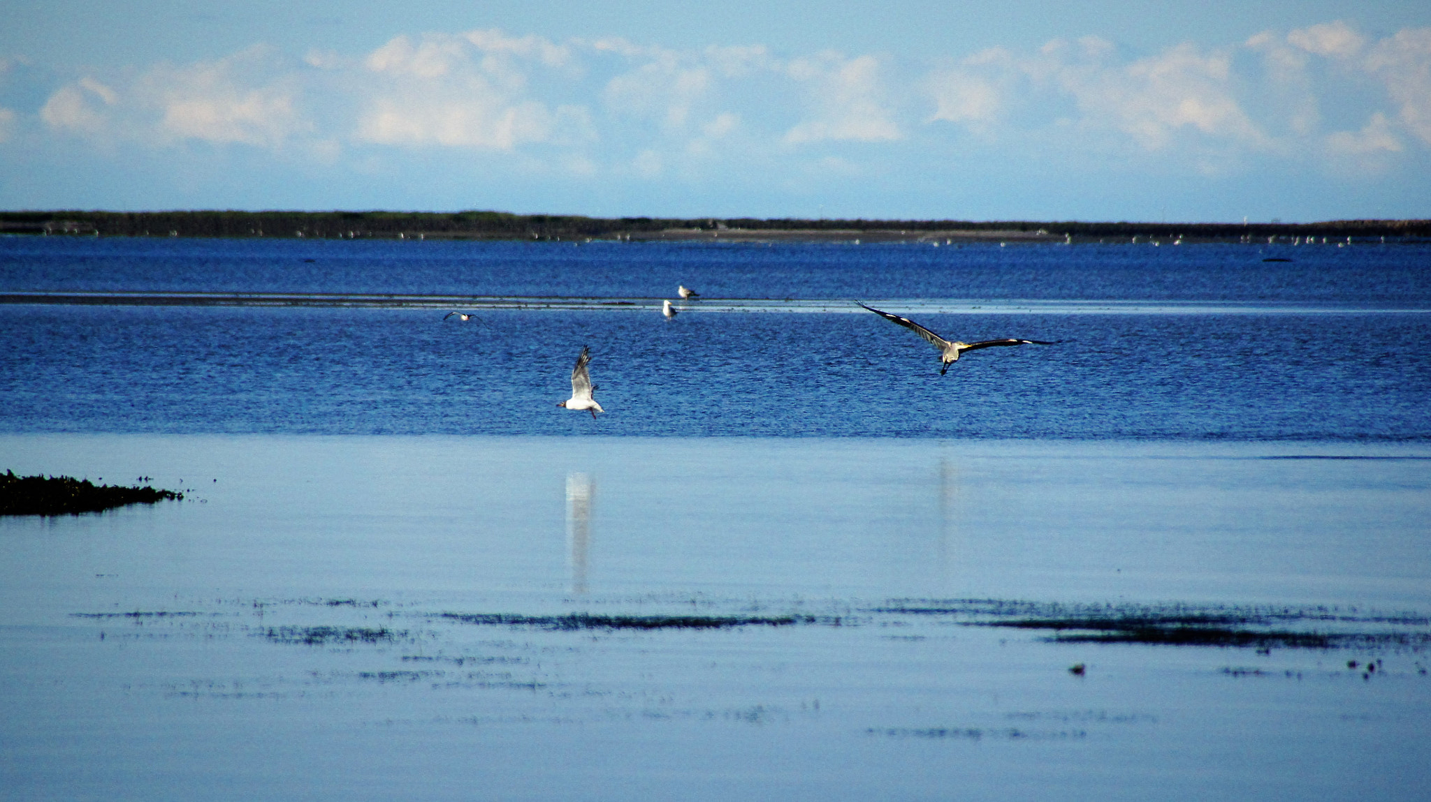 Sony SLT-A33 sample photo. Grey heron photography