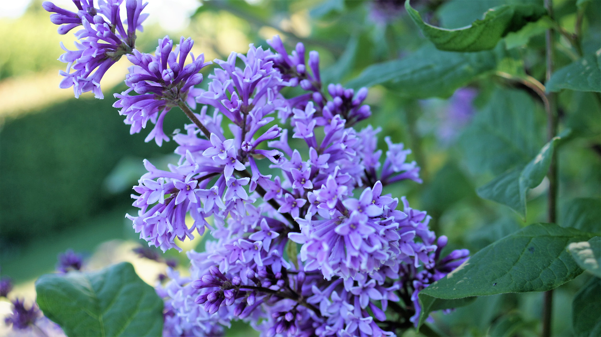 Sony DT 30mm F2.8 Macro SAM sample photo. Lilac photography