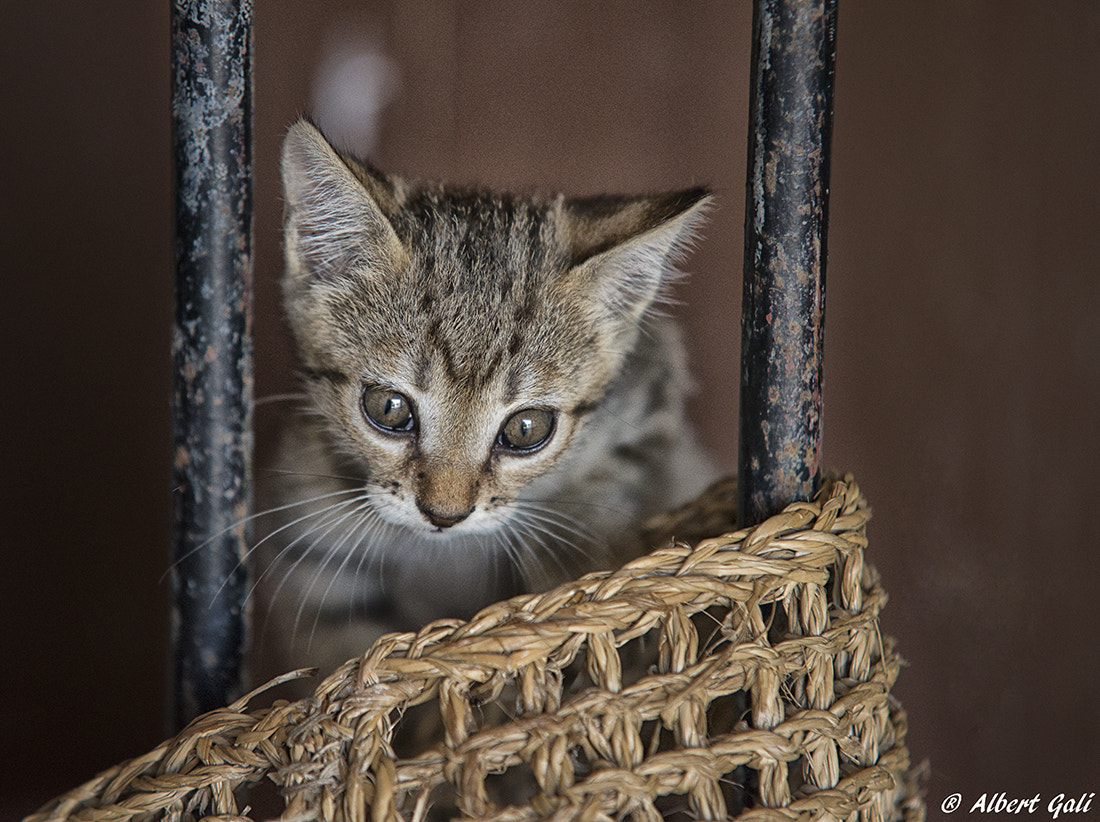 Sigma 70-200mm F2.8 EX DG Macro HSM II sample photo. Chiquitita photography