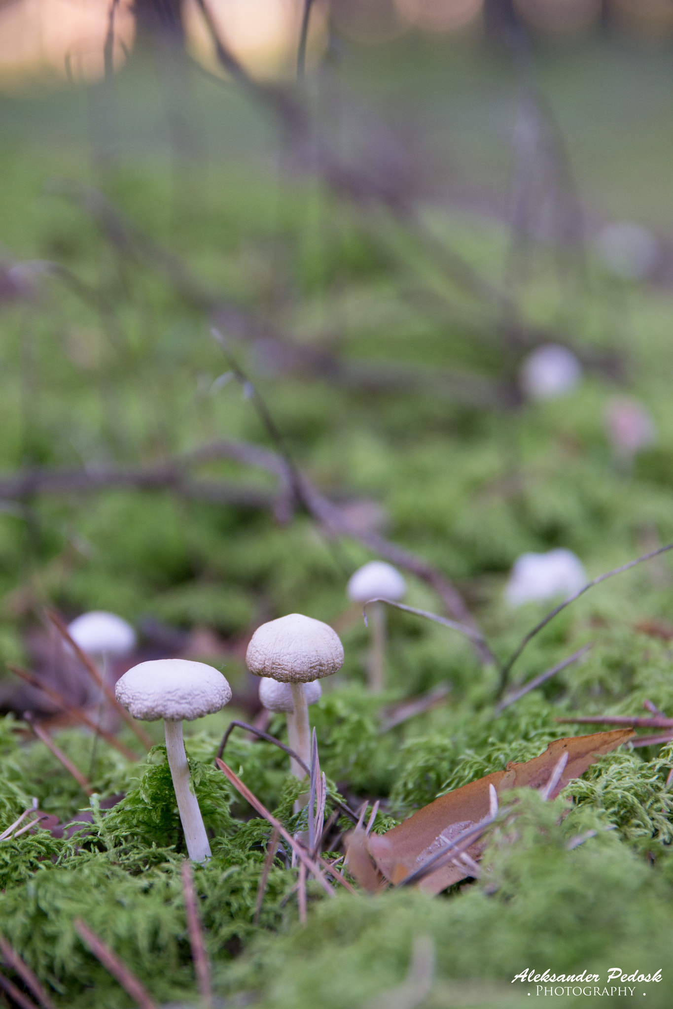 Sigma 17-70mm F2.8-4 DC Macro OS HSM | C sample photo. Mushroom photography