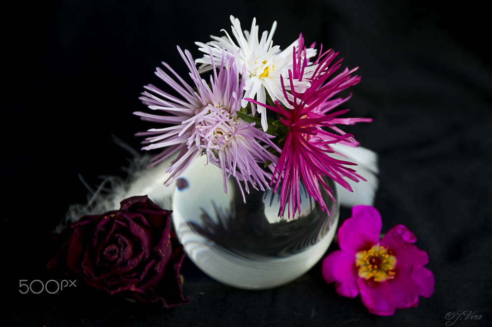 Sigma 17-70mm F2.8-4 DC Macro OS HSM | C sample photo. Fantasy photography