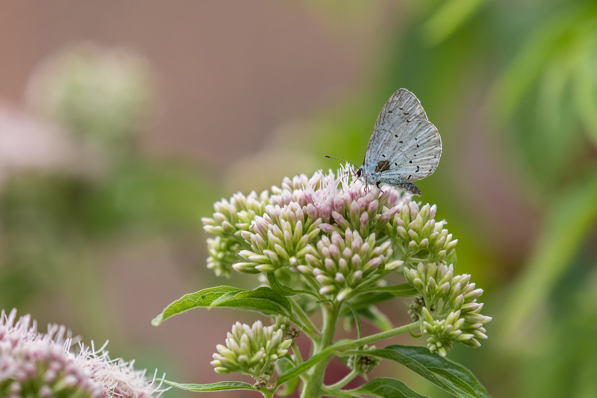 Nikon AF-S DX Micro-Nikkor 85mm F3.5G ED VR sample photo. Holly blue photography