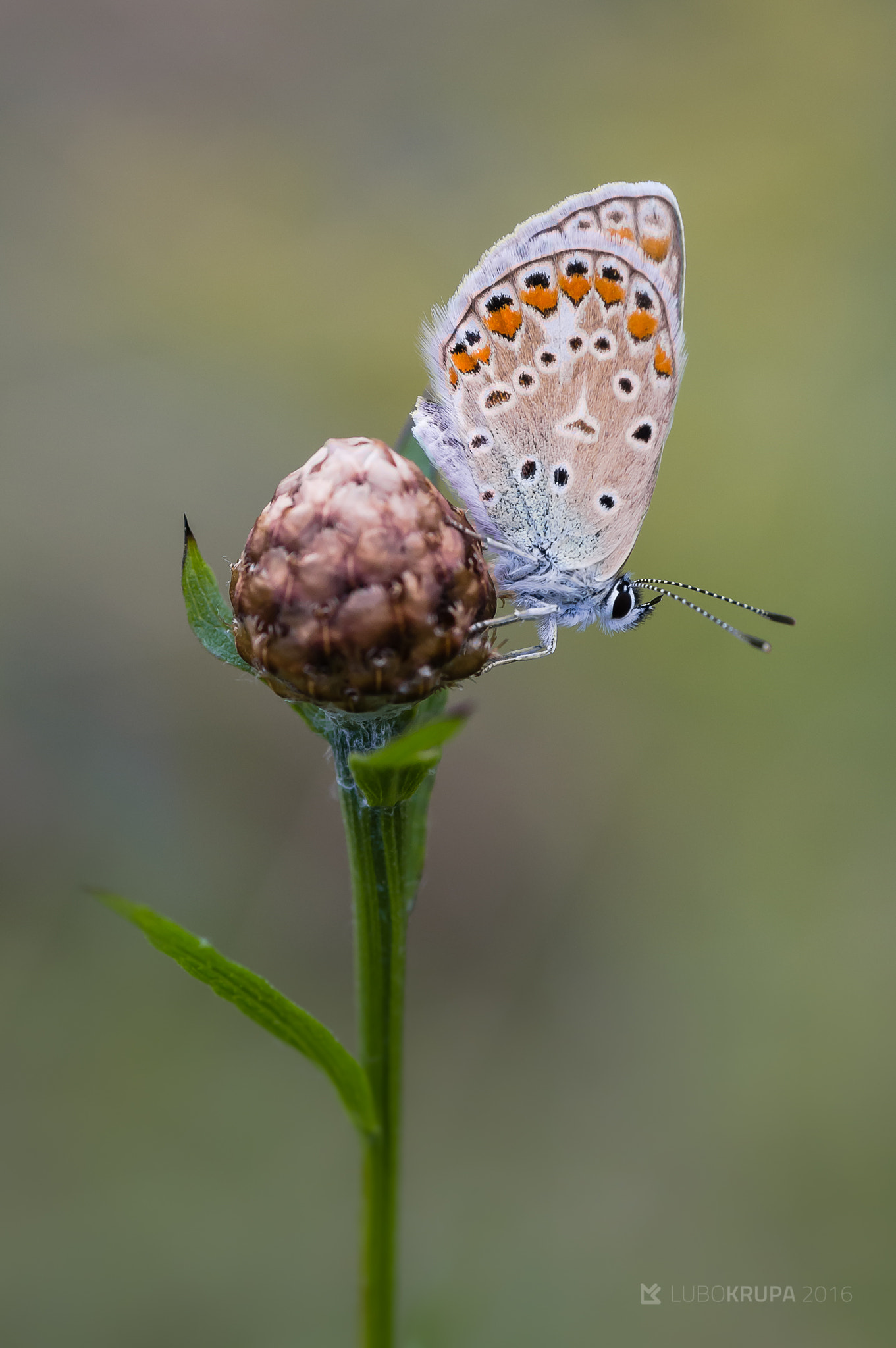 Pentax K-r sample photo. Polyommatus icarus photography