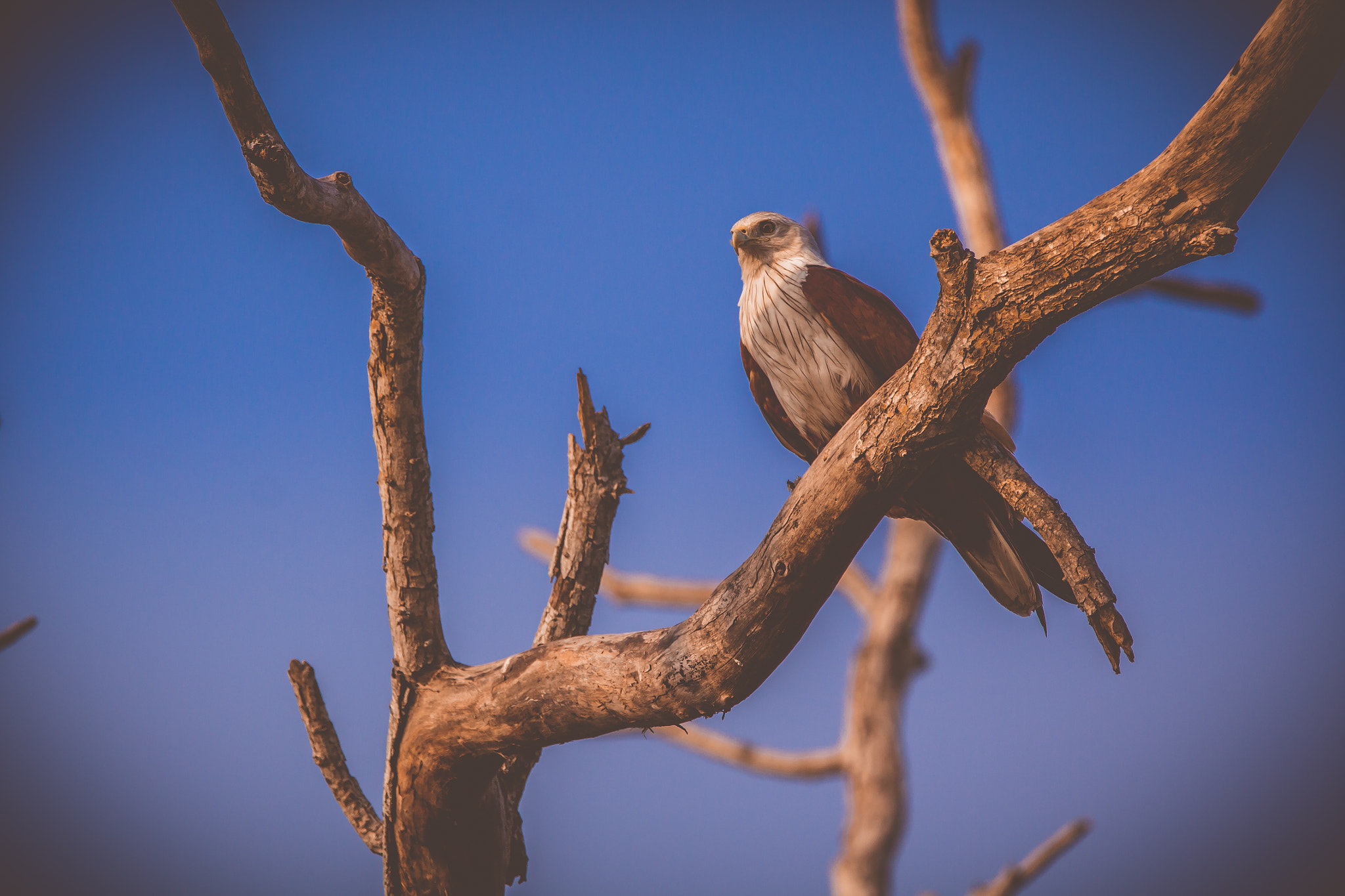 Tamron SP 150-600mm F5-6.3 Di VC USD sample photo. I see you. photography