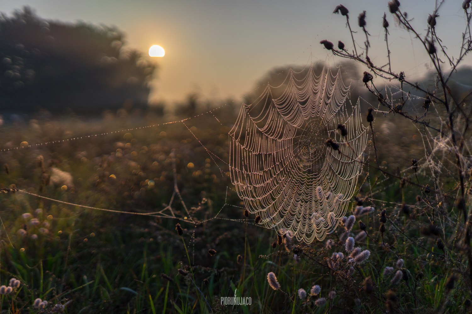 E 35mm F2 sample photo. Spider web photography