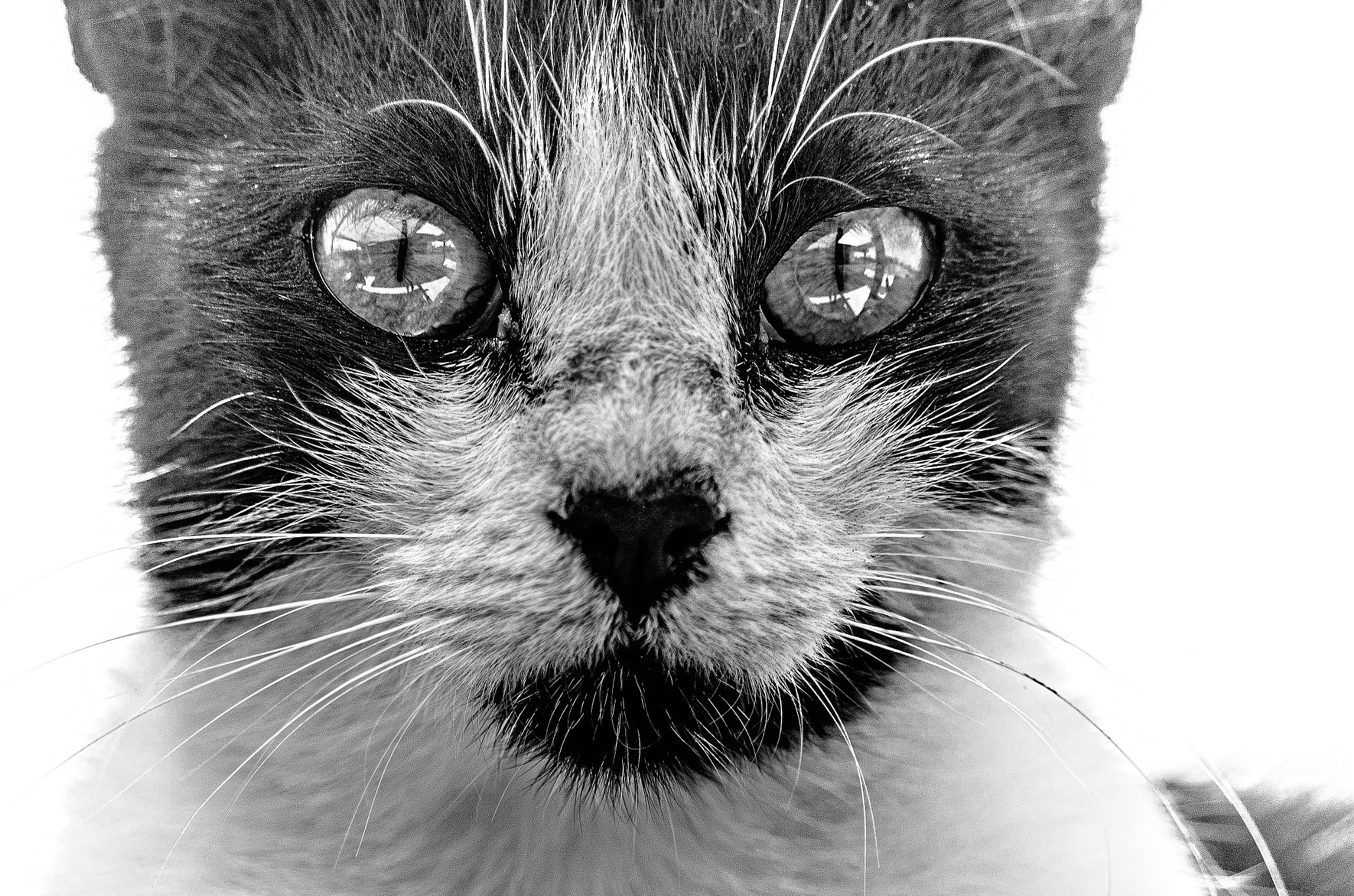 Pentax smc DA 50-200mm F4-5.6 ED sample photo. Cat portrain photography