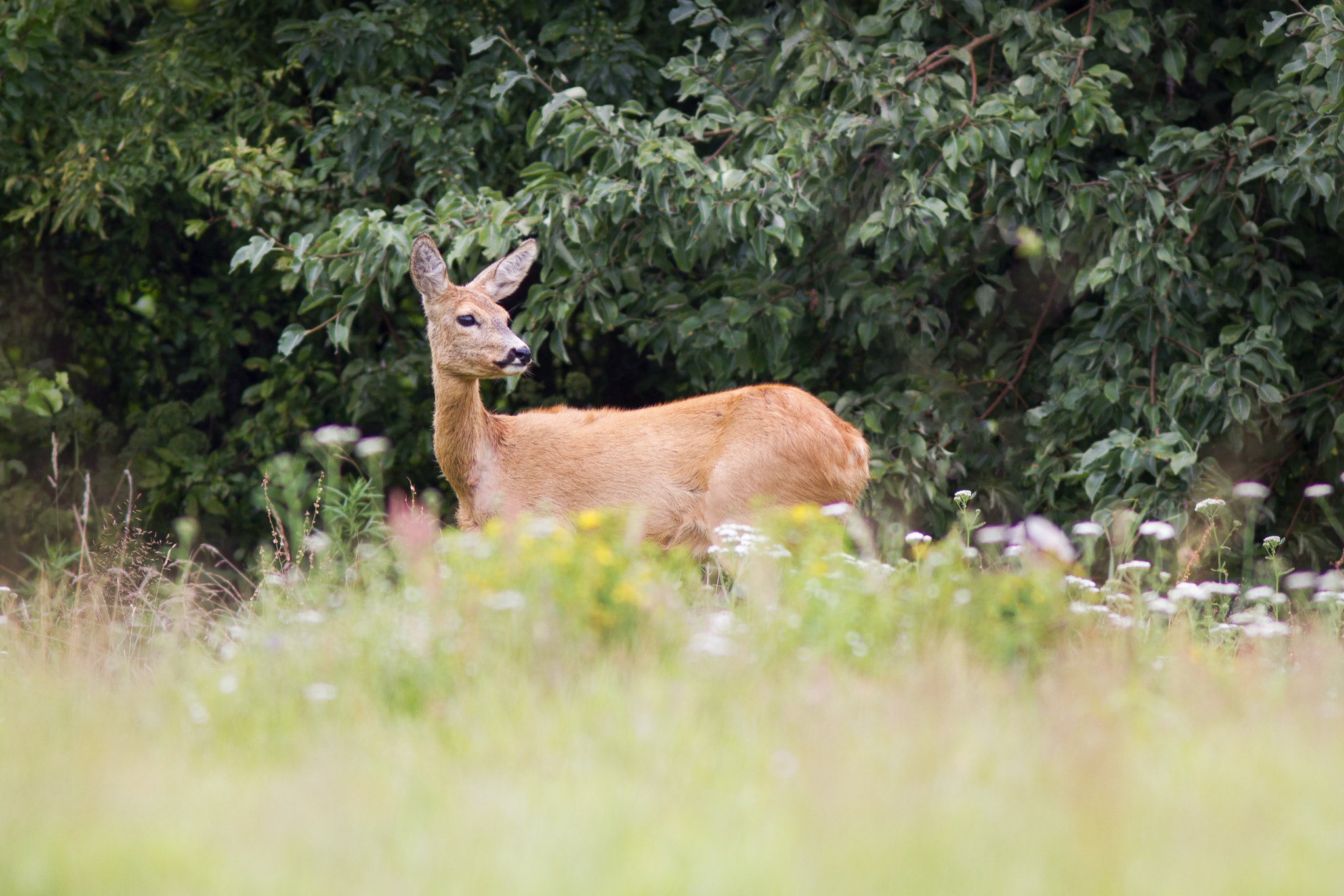 Canon EOS 550D (EOS Rebel T2i / EOS Kiss X4) + Canon EF 300mm F4L IS USM sample photo. A look back. photography