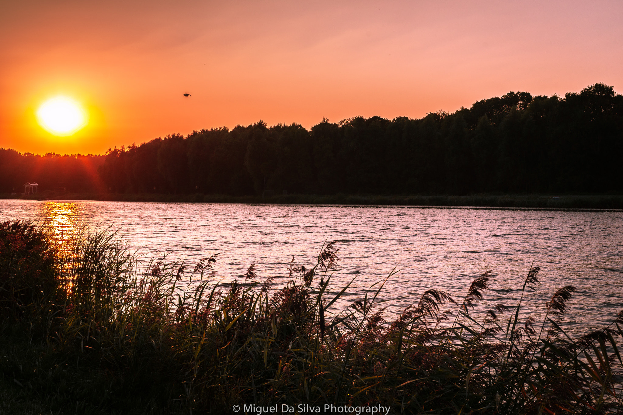 Sony Alpha DSLR-A900 + Sony 50mm F1.4 sample photo. Landscape: project 52 (15/52) photography