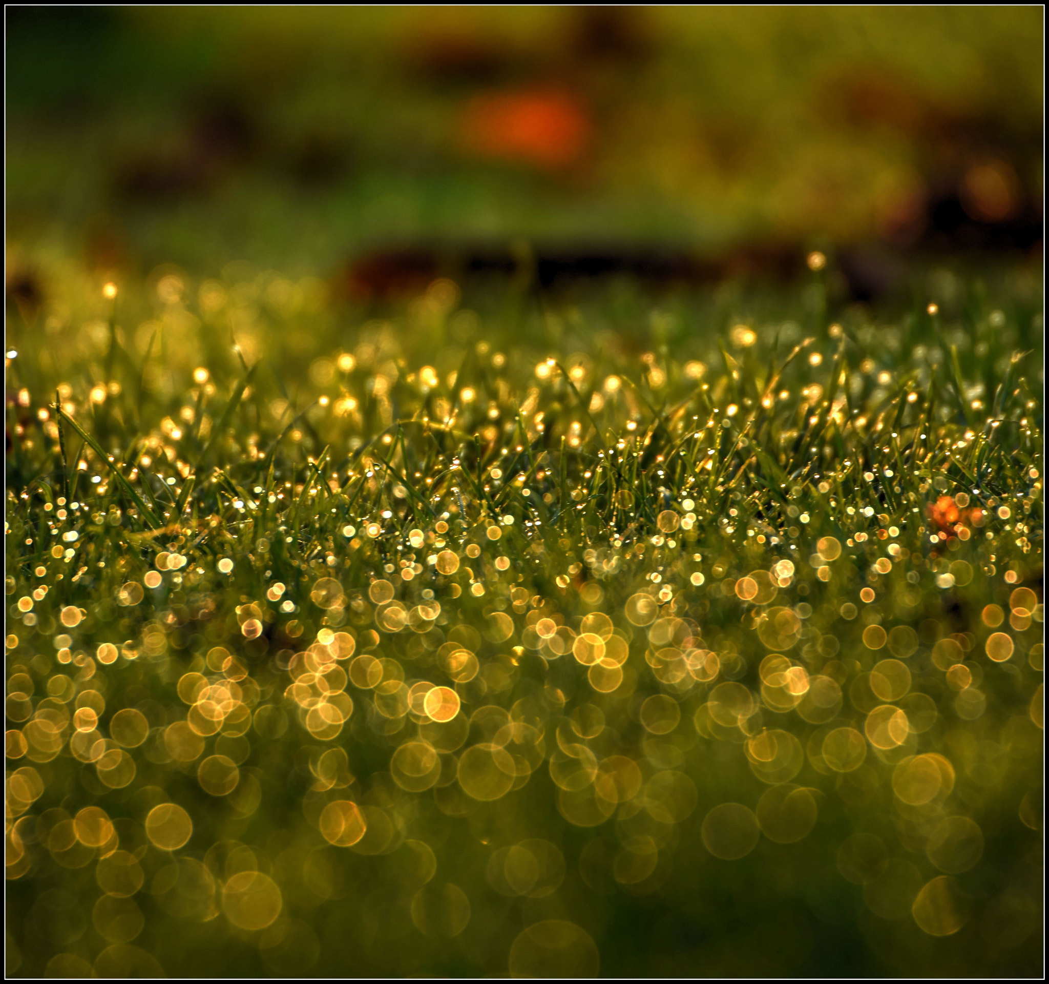 Sigma 50-500mm F4.5-6.3 DG OS HSM sample photo. Morgensonne x morgentau photography