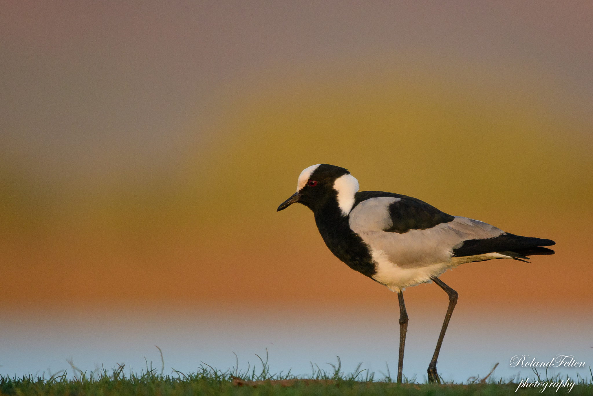 Nikon AF-S Nikkor 200-400mm F4G ED-IF VR sample photo. Blacksmith lapwing photography