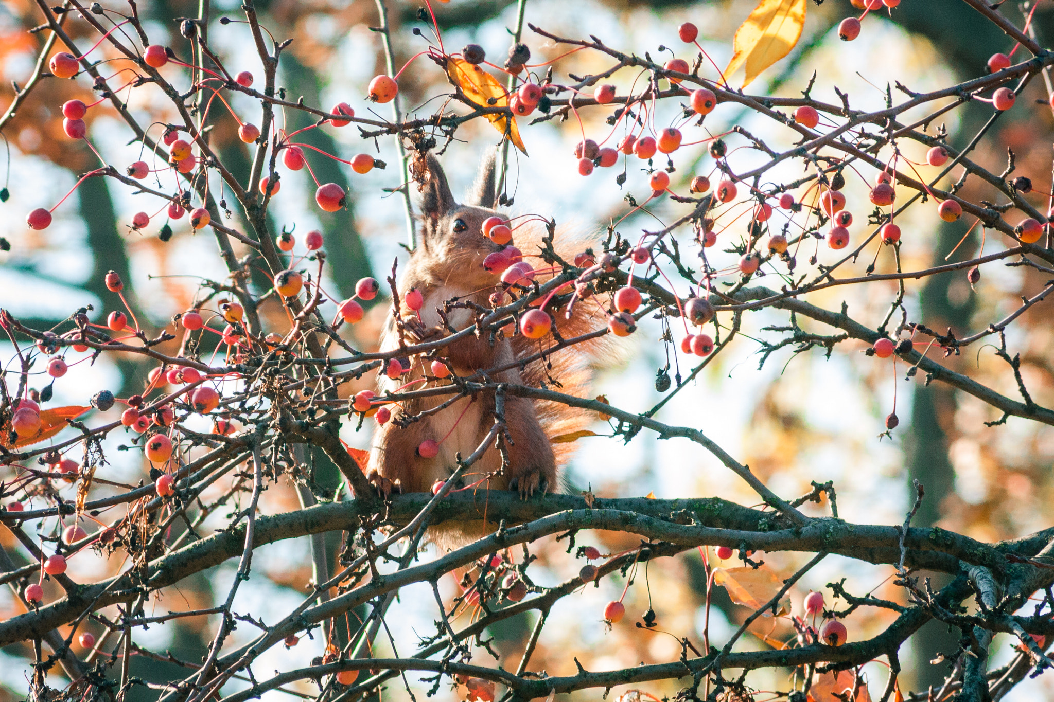 Canon EOS 450D (EOS Rebel XSi / EOS Kiss X2) sample photo. Squirrel on tree photography