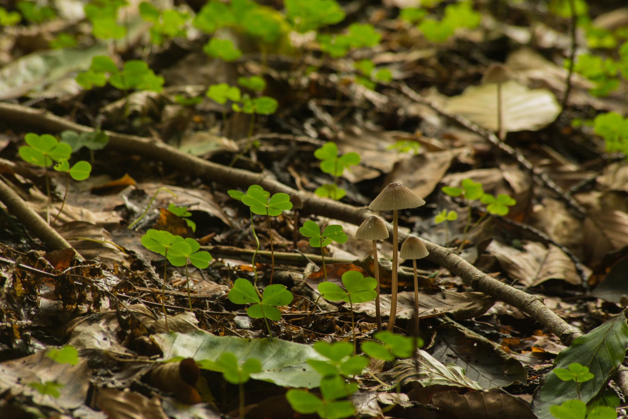 Sigma 70-300mm F4-5.6 APO DG Macro sample photo. Best buddies photography