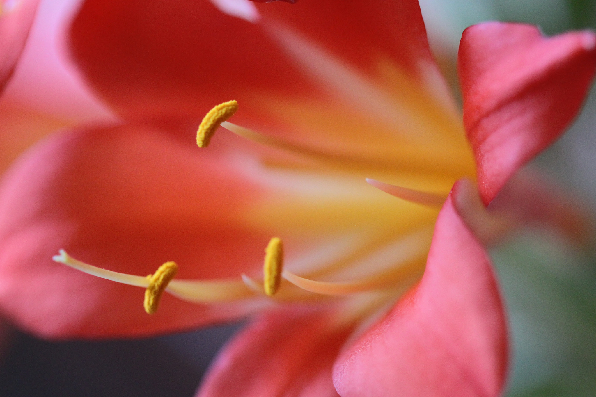 Canon EF 100mm F2.8 Macro USM sample photo. Img photography