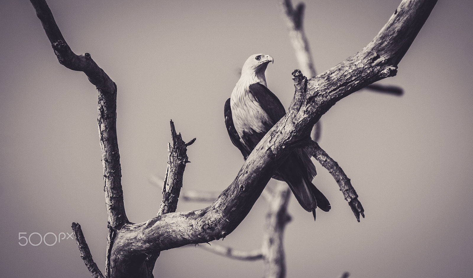 Tamron SP 150-600mm F5-6.3 Di VC USD sample photo. Eagle eye photography