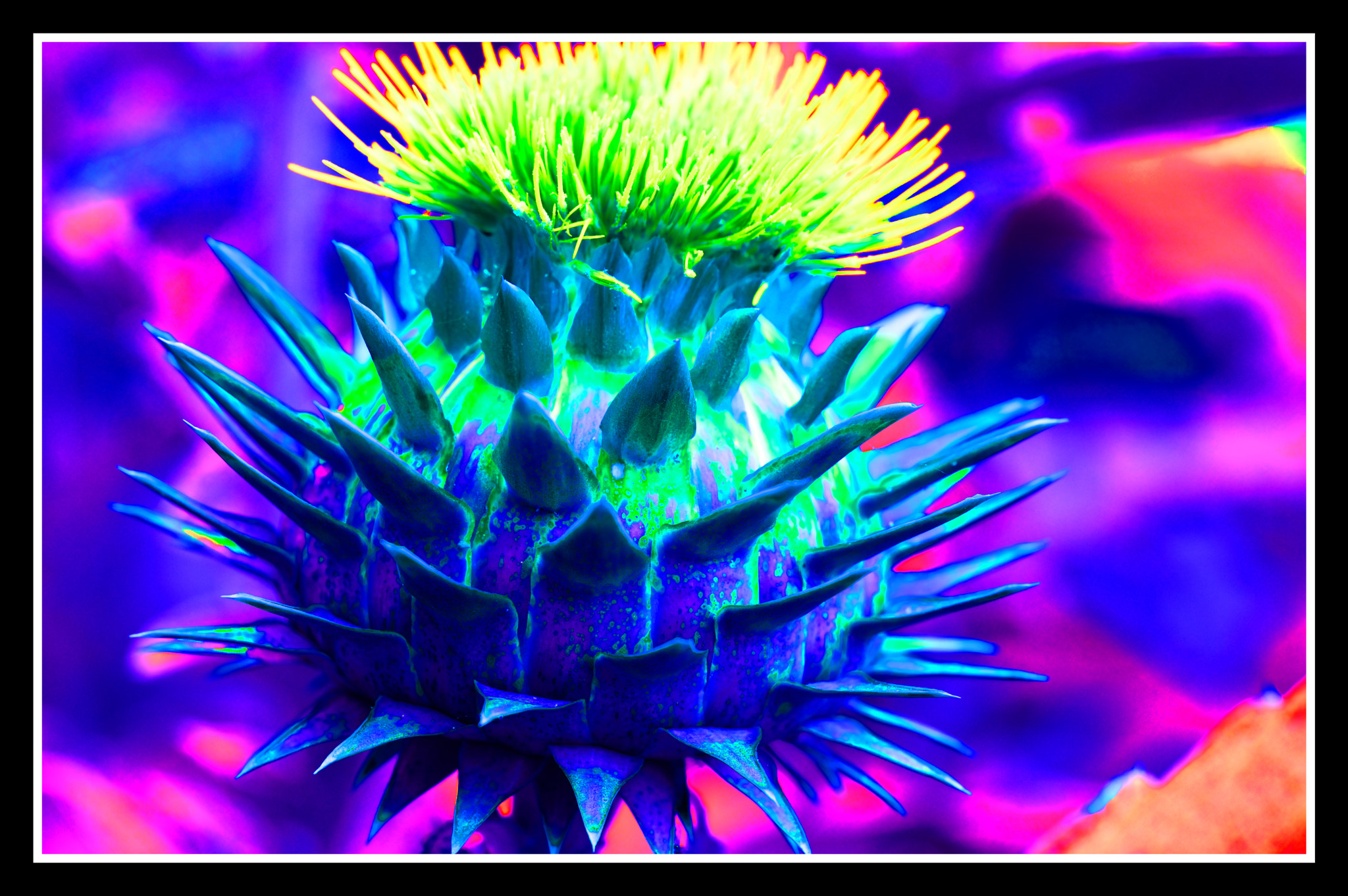 Pentax smc D-FA 50mm F2.8 Macro sample photo. Globe artichoke photography