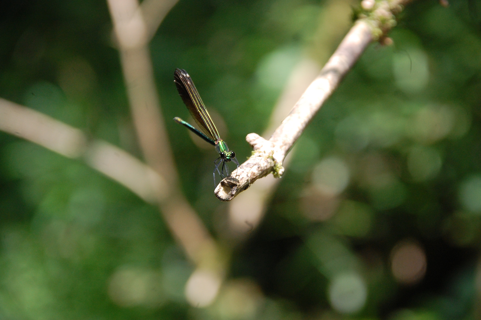 Sigma 18-200mm F3.5-6.3 DC OS HSM sample photo