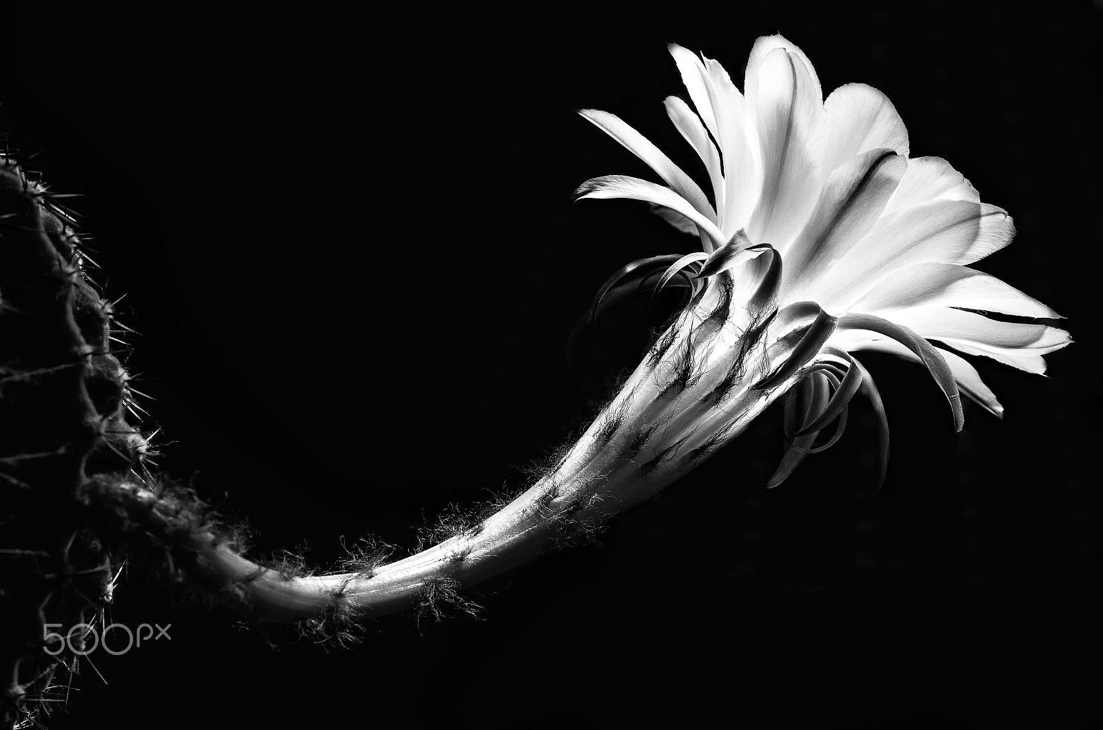 Pentax K-5 sample photo. Cactus flower echinopsis bw photography